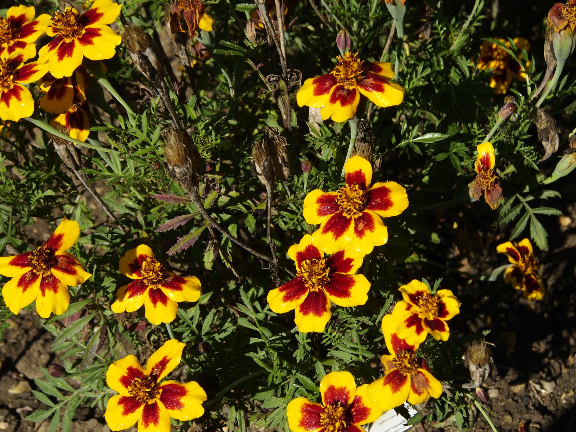 Image of Tagetes patula 'Legion of Honour'