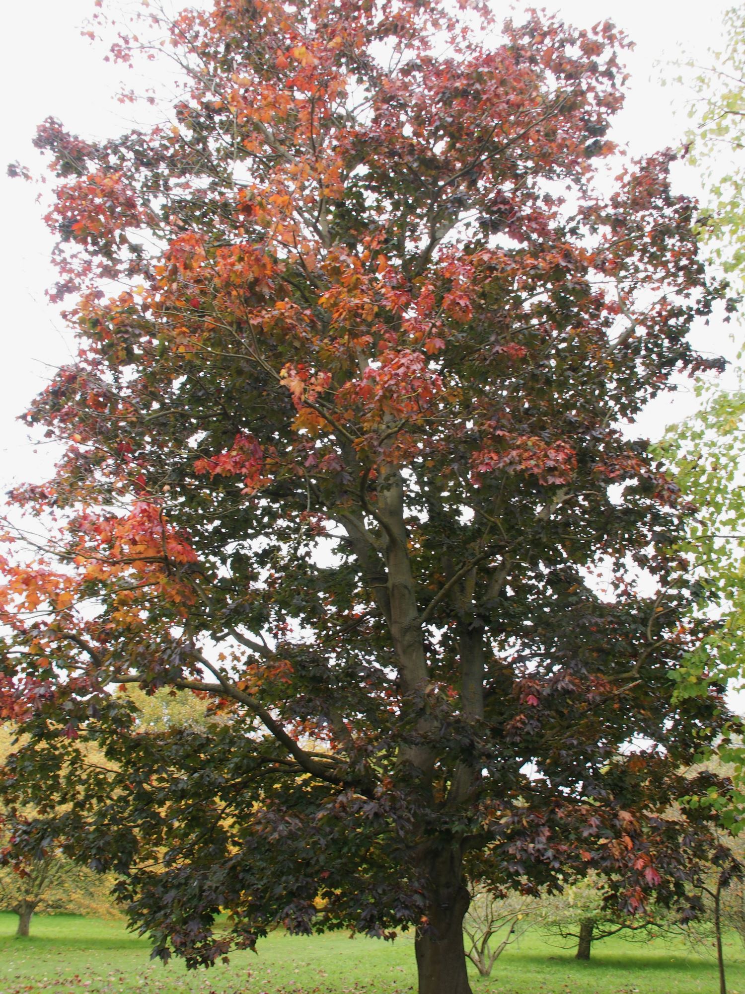 Image of Acer platanoides 'Goldsworth Purple'