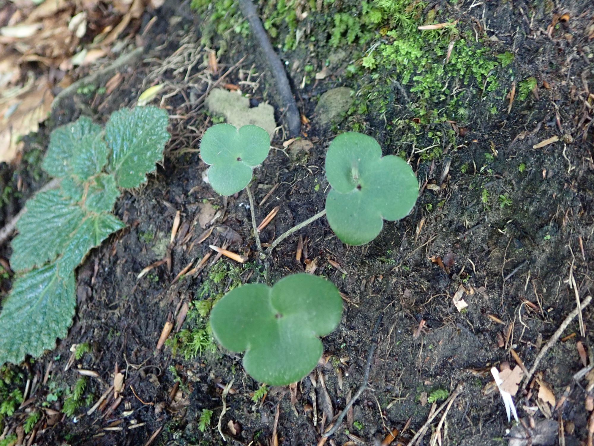 Image of Hepatica nobilis