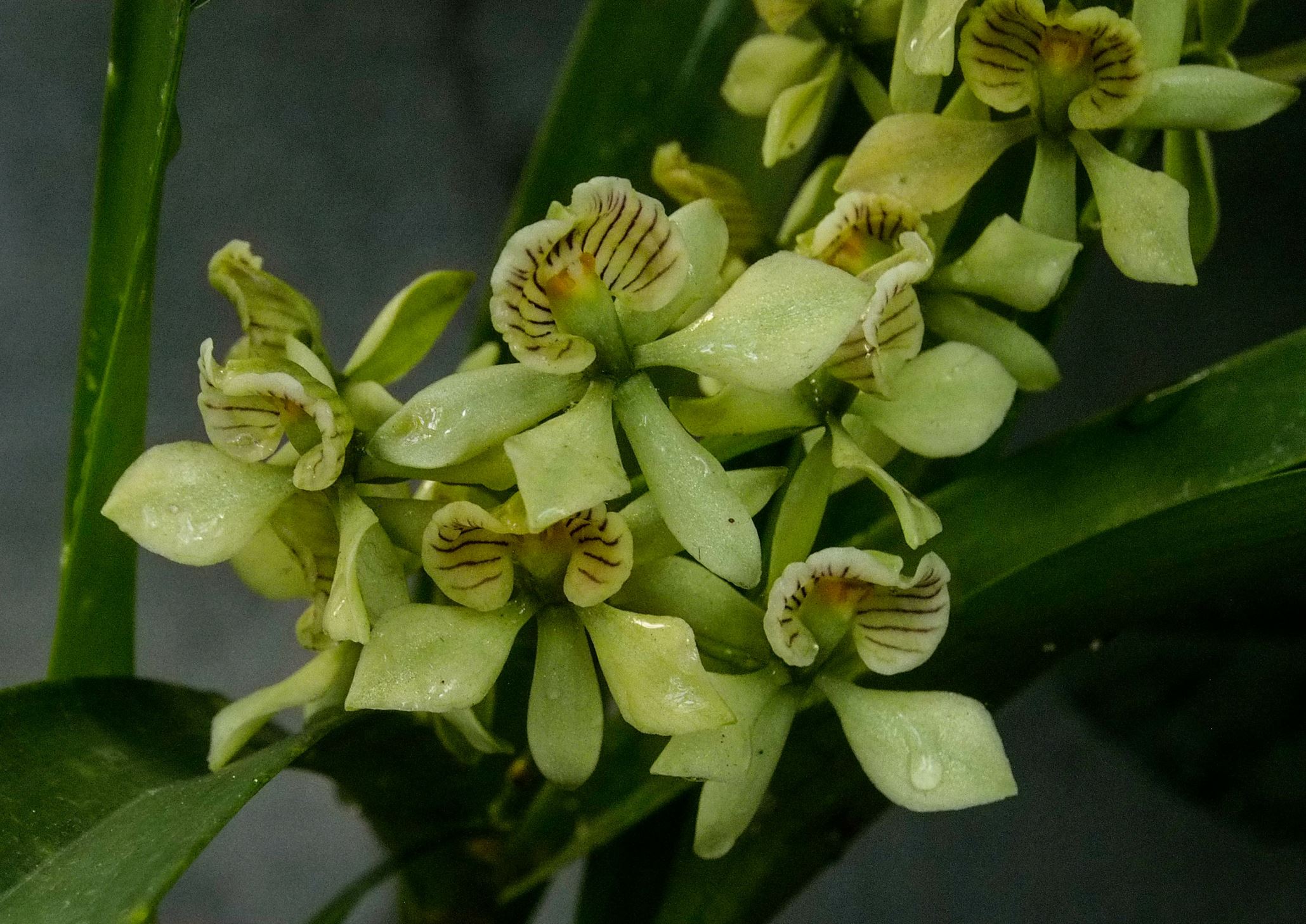 Image of Encyclia radiata