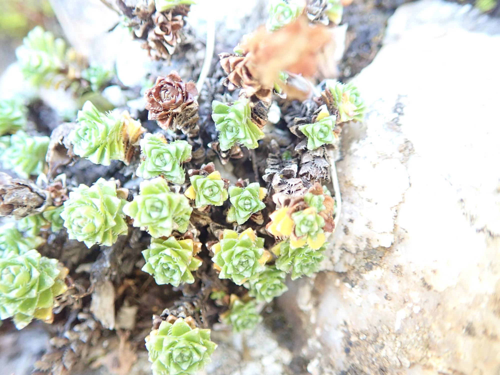 Image of Saxifraga oppositifolia