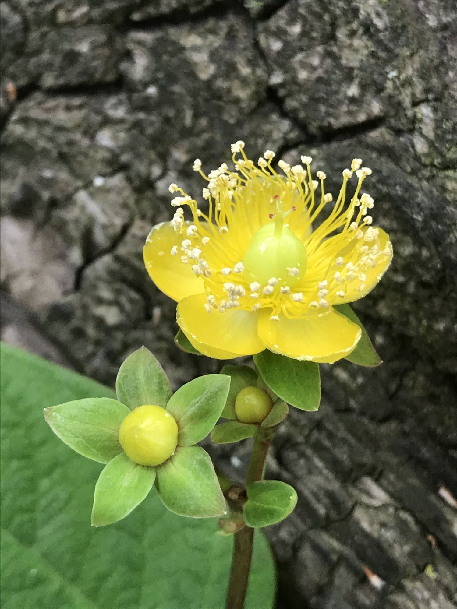 Image of Hypericum androsaemum