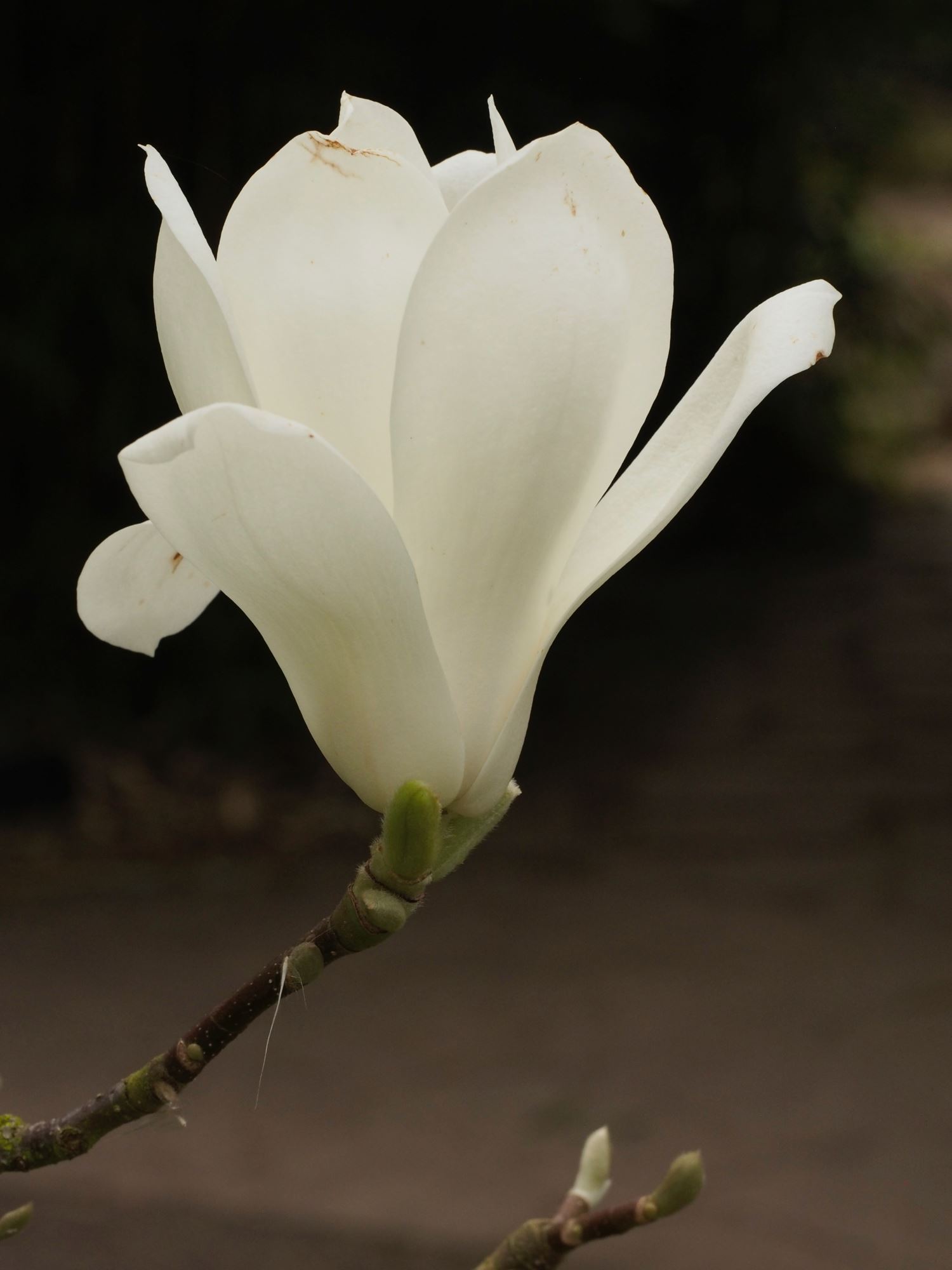Image of Magnolia denudata