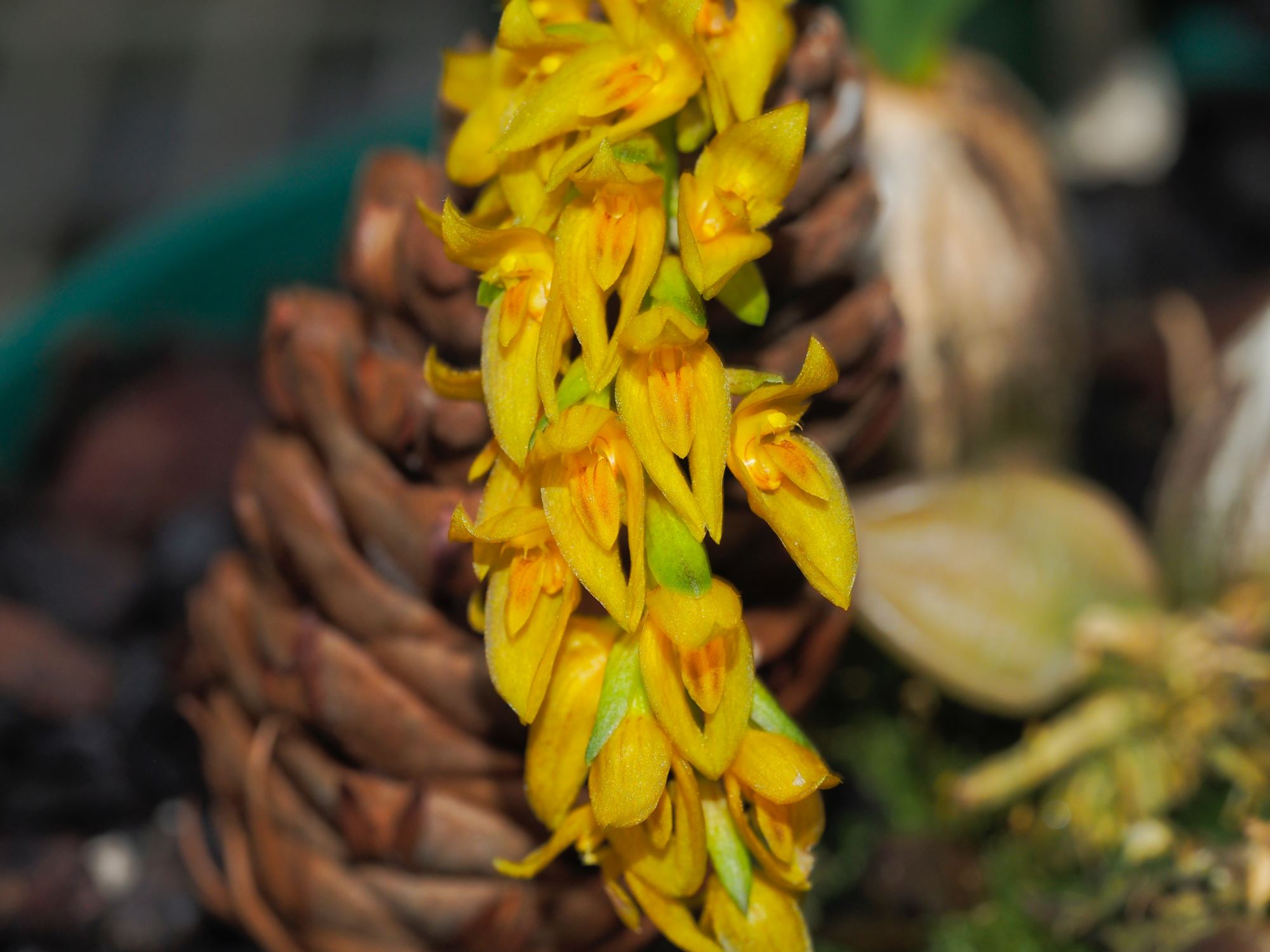 Image of Bulbophyllum elassonotum [Dark form]