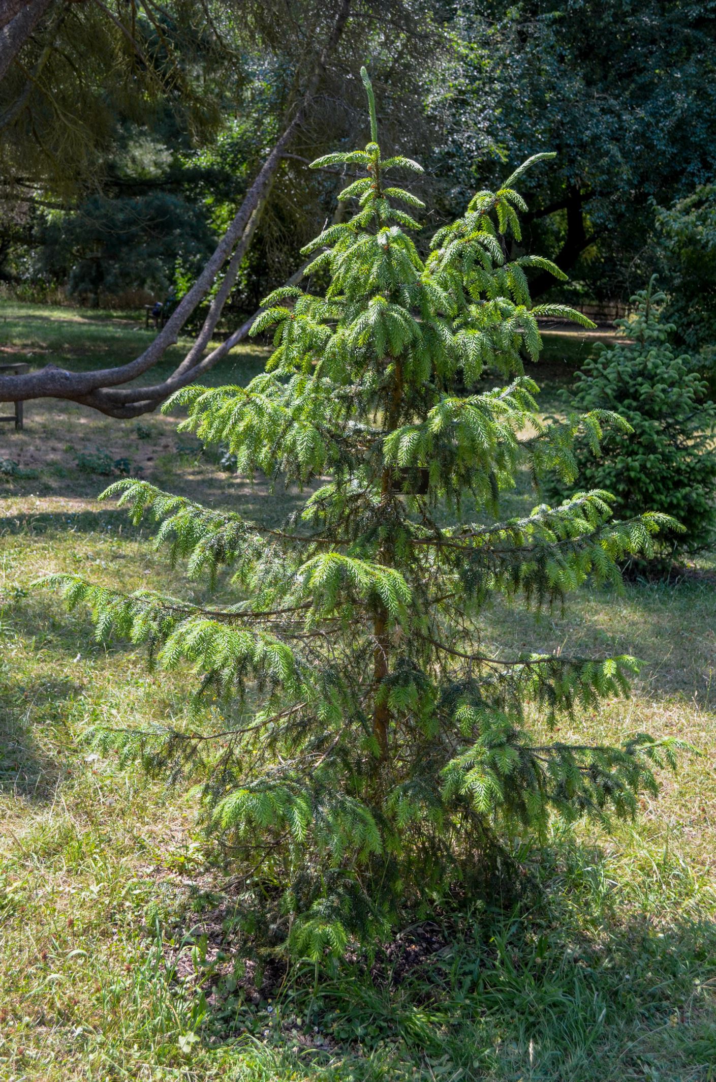 Image of Picea omorika