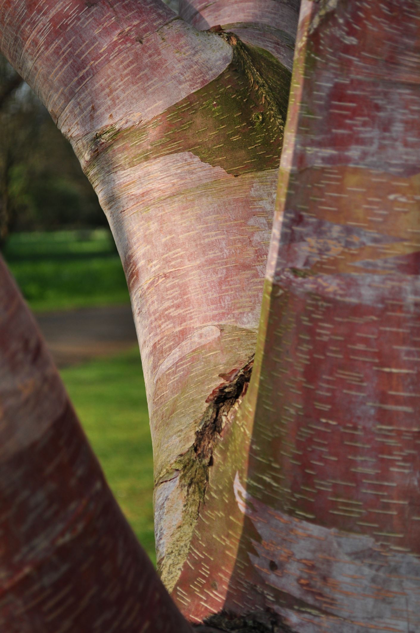Image of Betula utilis subsp. albosinensis