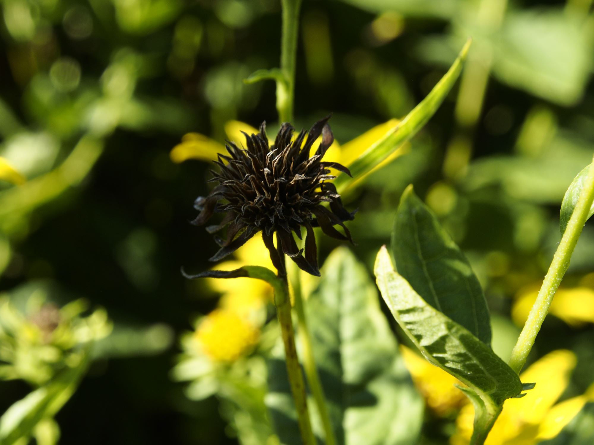 Image of Helianthus decapetalus