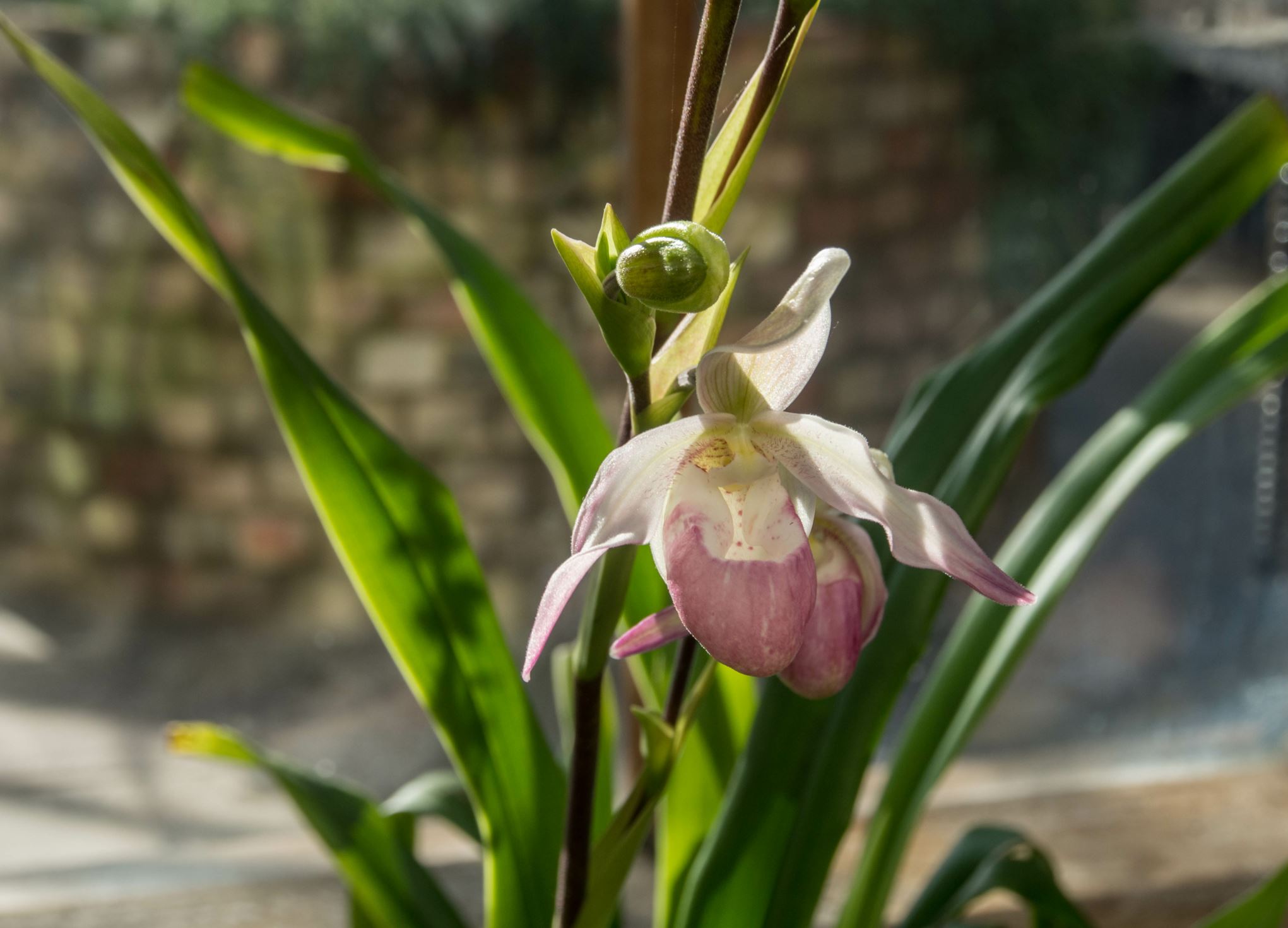 Image of Phragmipedium Ã— sedenii 'Lyoth Sprate'