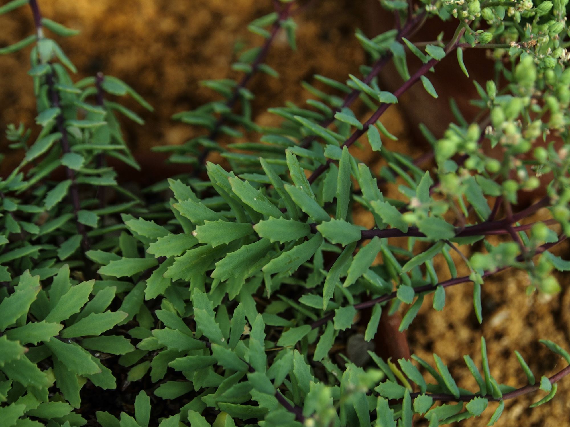 Image of Hylotelephium tatarinowii