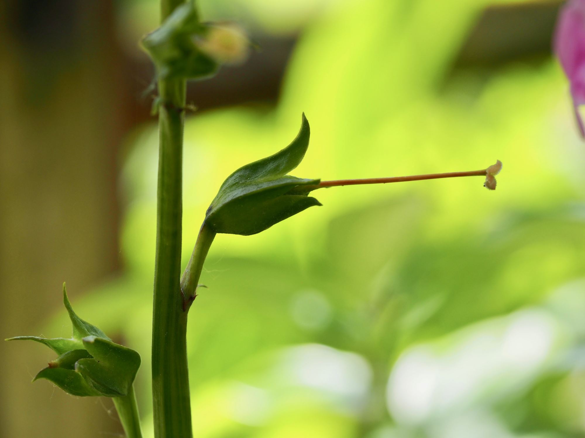 Image of Incarvillea forrestii