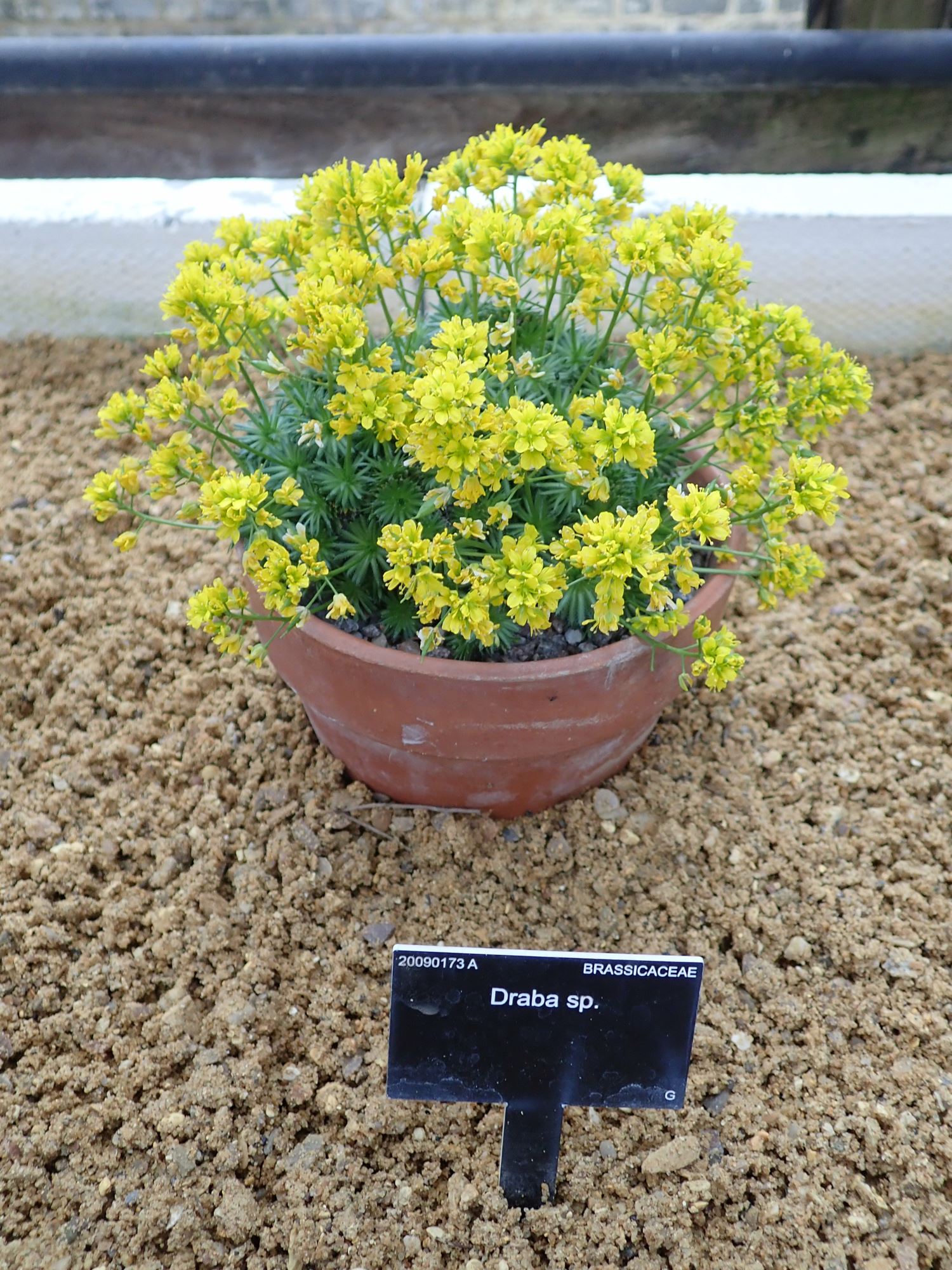 Image of Draba aizoides