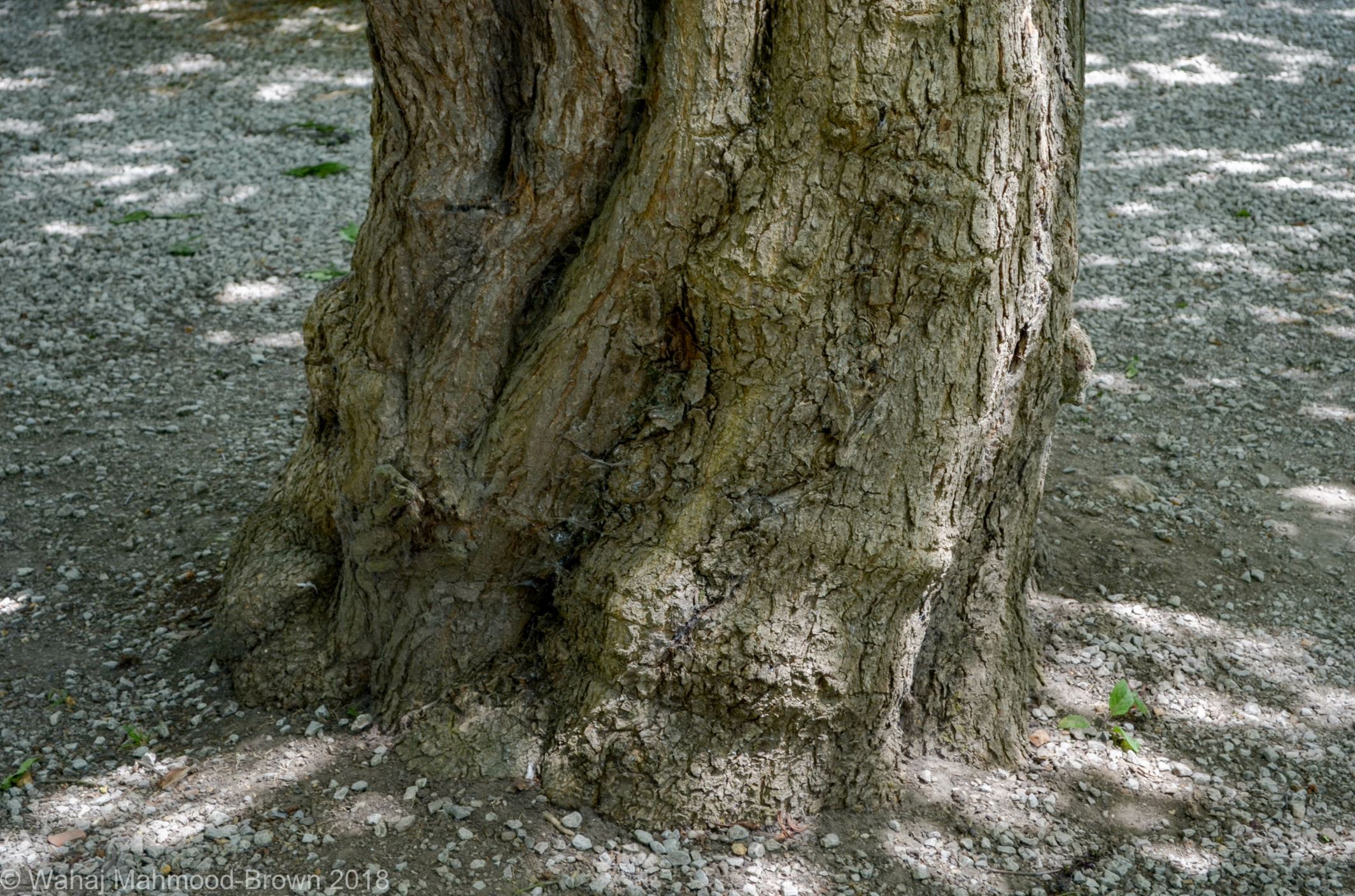 Image of Catalpa Ã— erubescens 'Purpurea'
