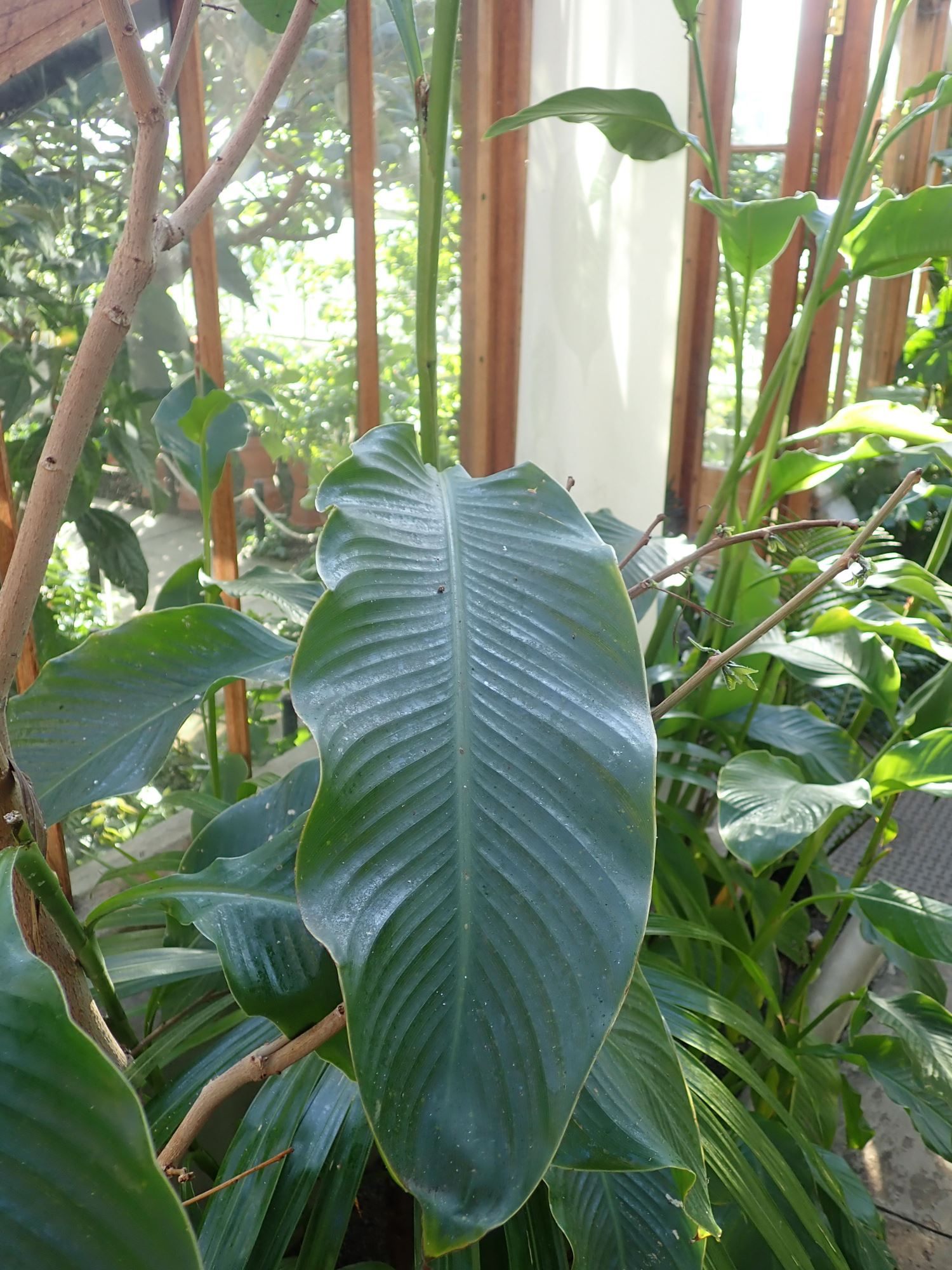 Image of Canna indica
