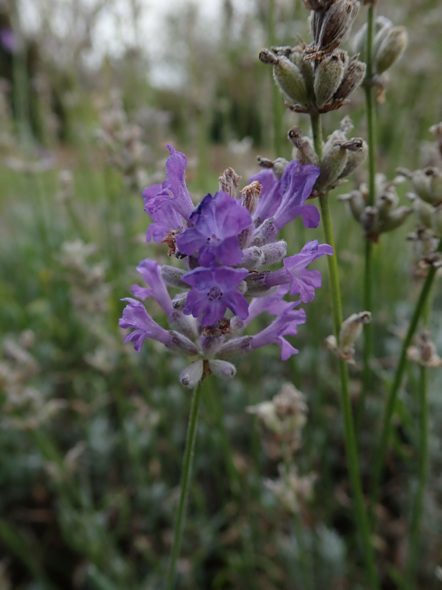 Image of Lavandula angustifolia subsp. angustifolia 'Little Lottie'
