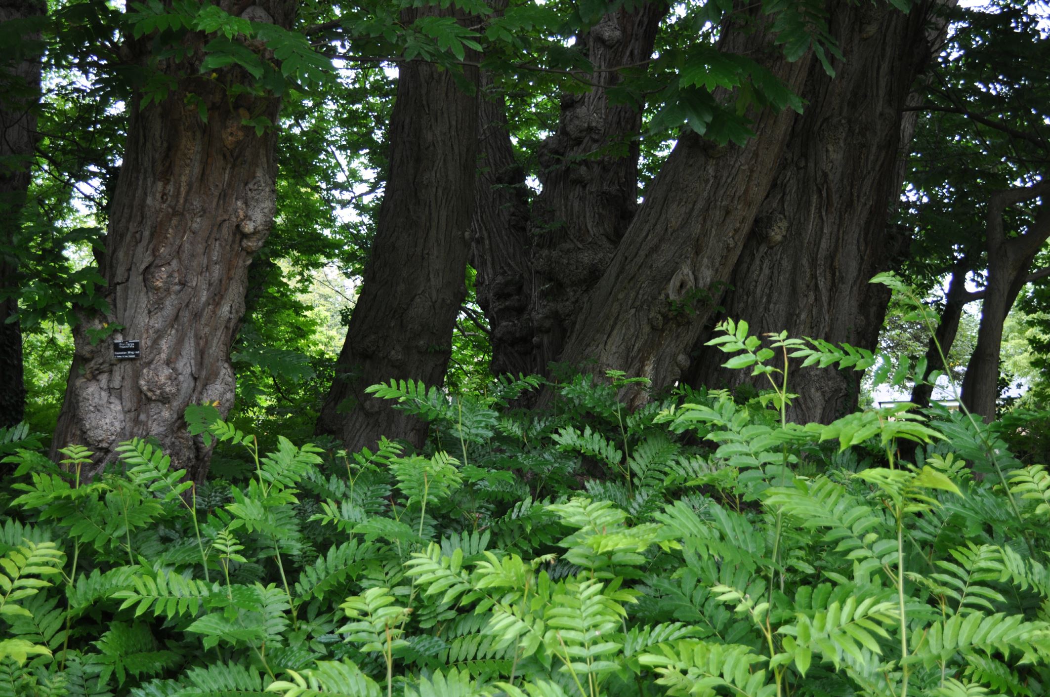 Image of Pterocarya fraxinifolia