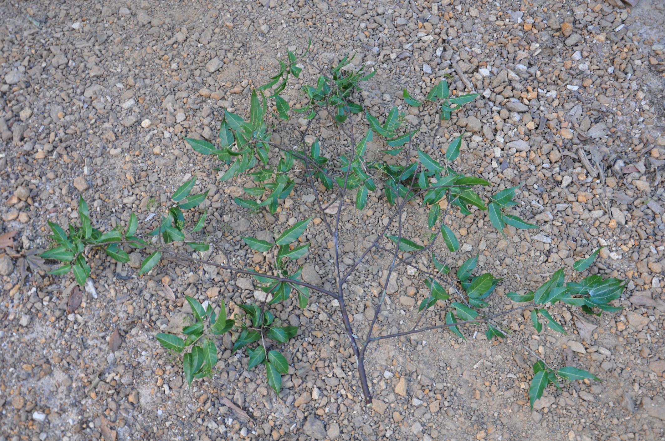 Image of Huodendron tibeticum