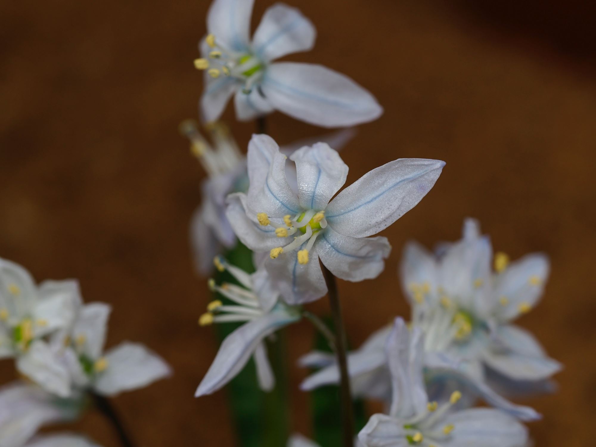 Image of Scilla mischtschenkoana