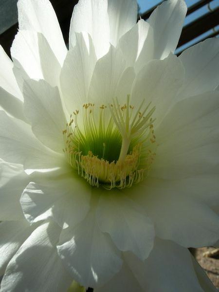 Image of Echinopsis atacamensis subsp. pasacana