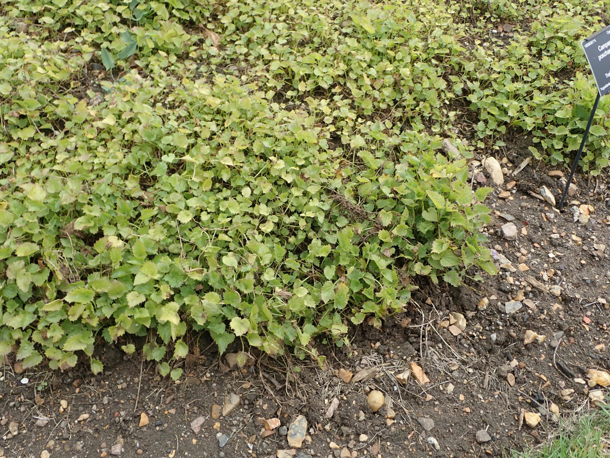 Image of Campanula poscharskyana
