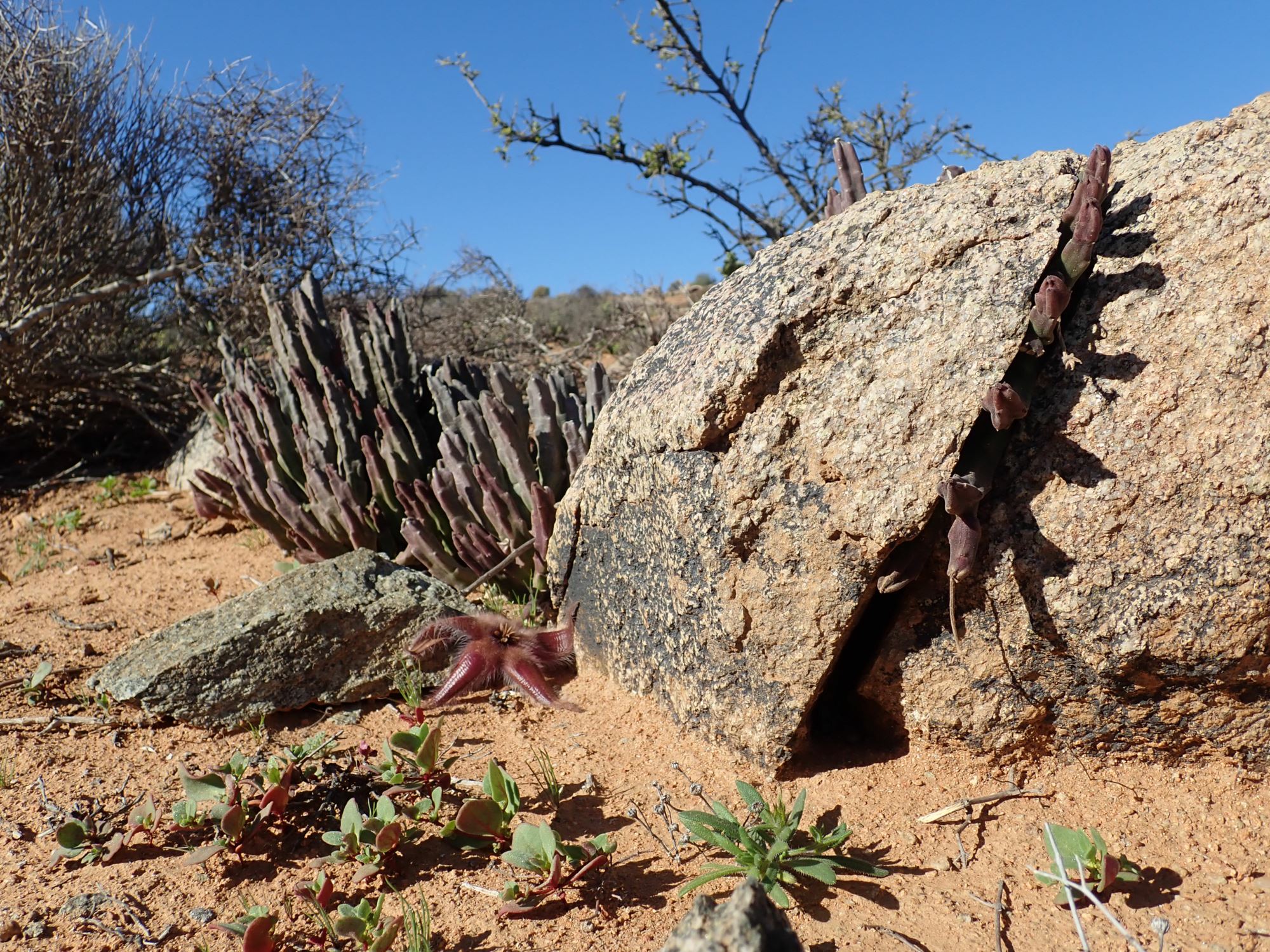 Image of Stapelia hirsuta var. gariepensis