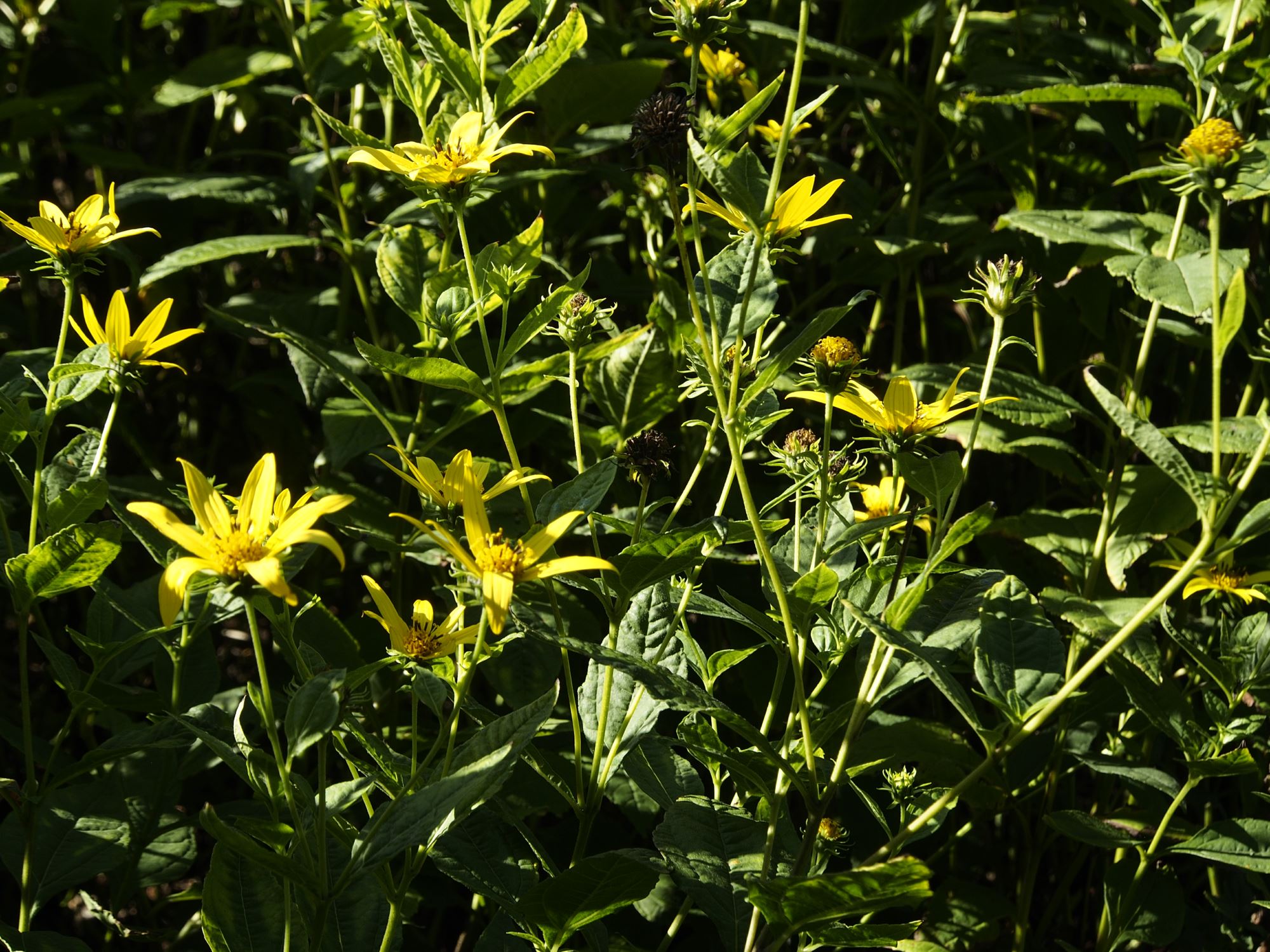 Image of Helianthus decapetalus