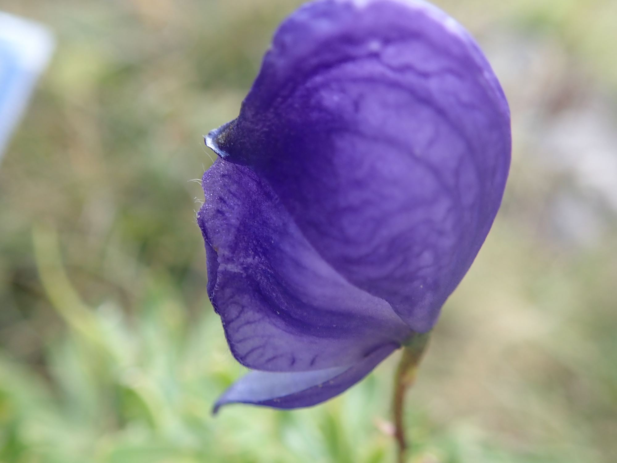 Image of Aconitum napellus