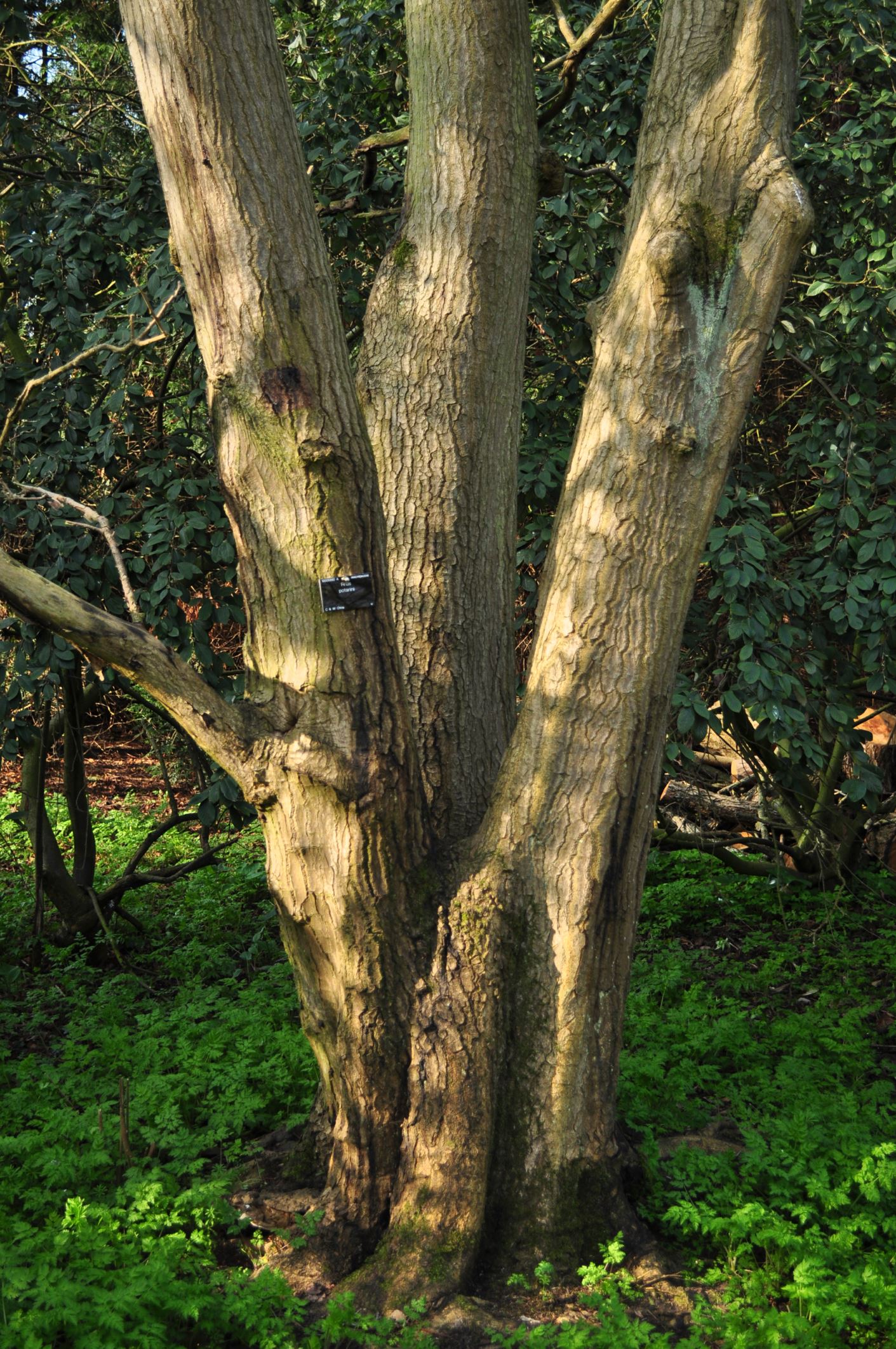 Image of Rhus potaninii