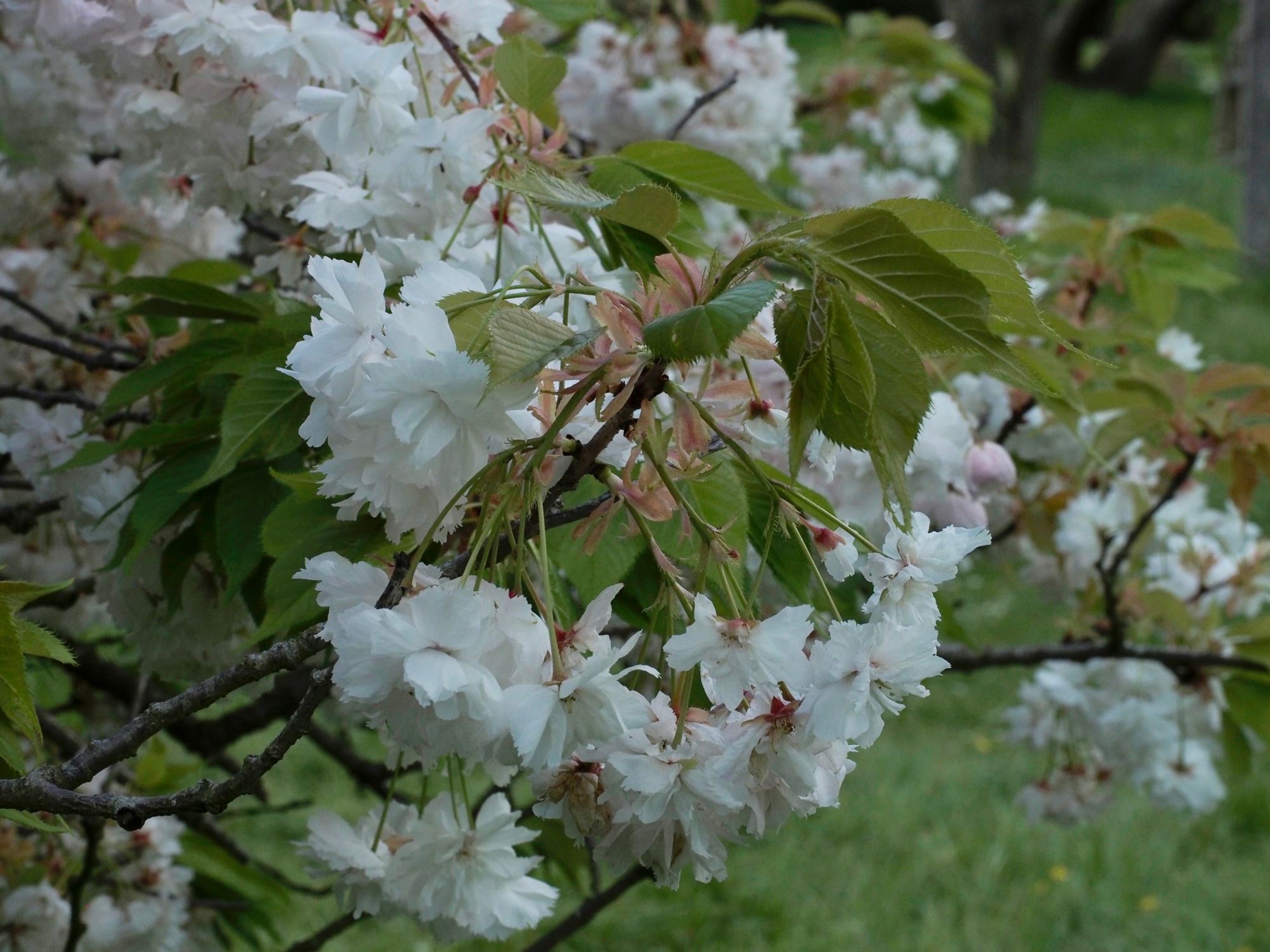 Image of Prunus 'Shogetsu'