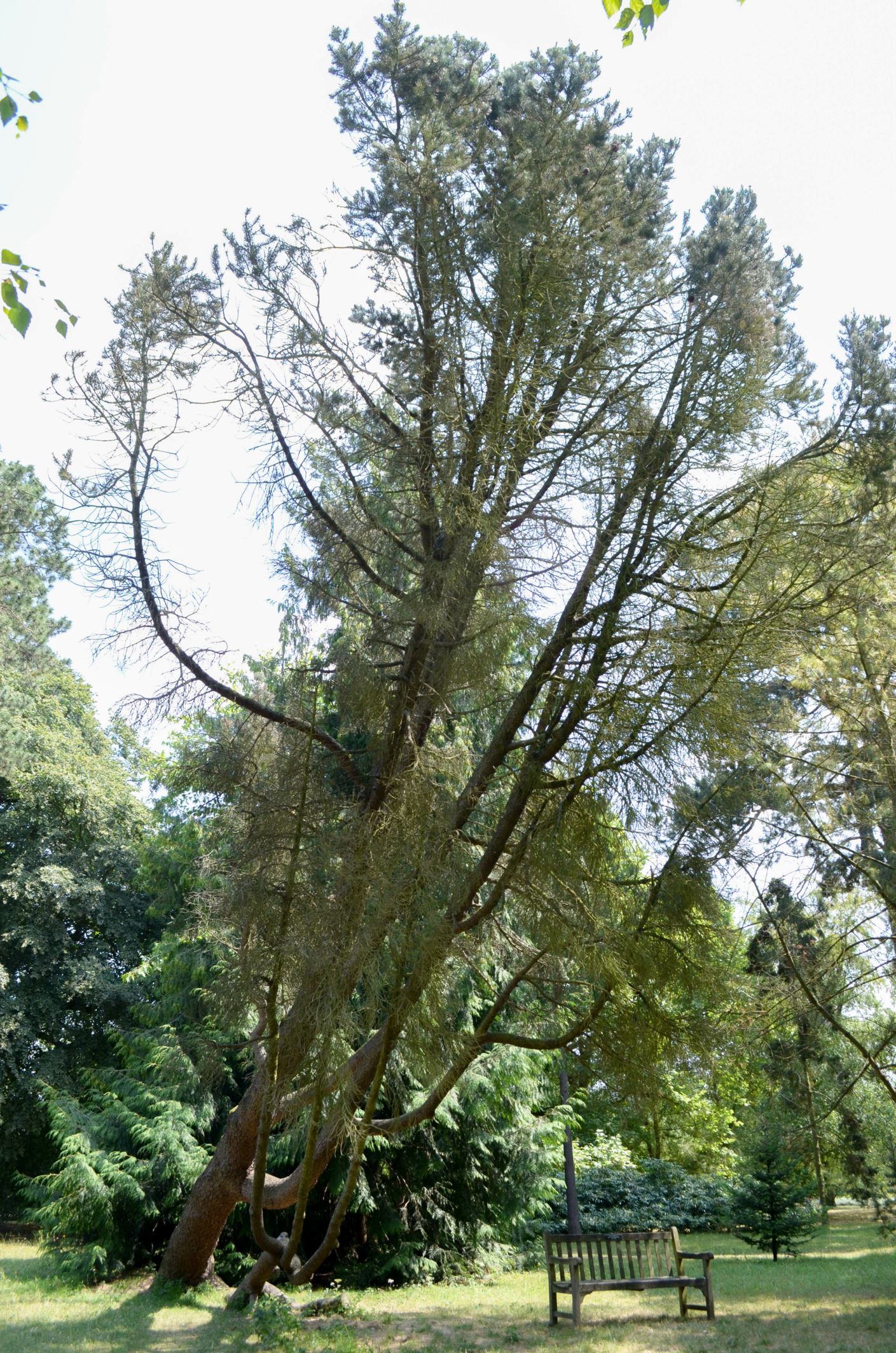 Image of Pinus monophylla