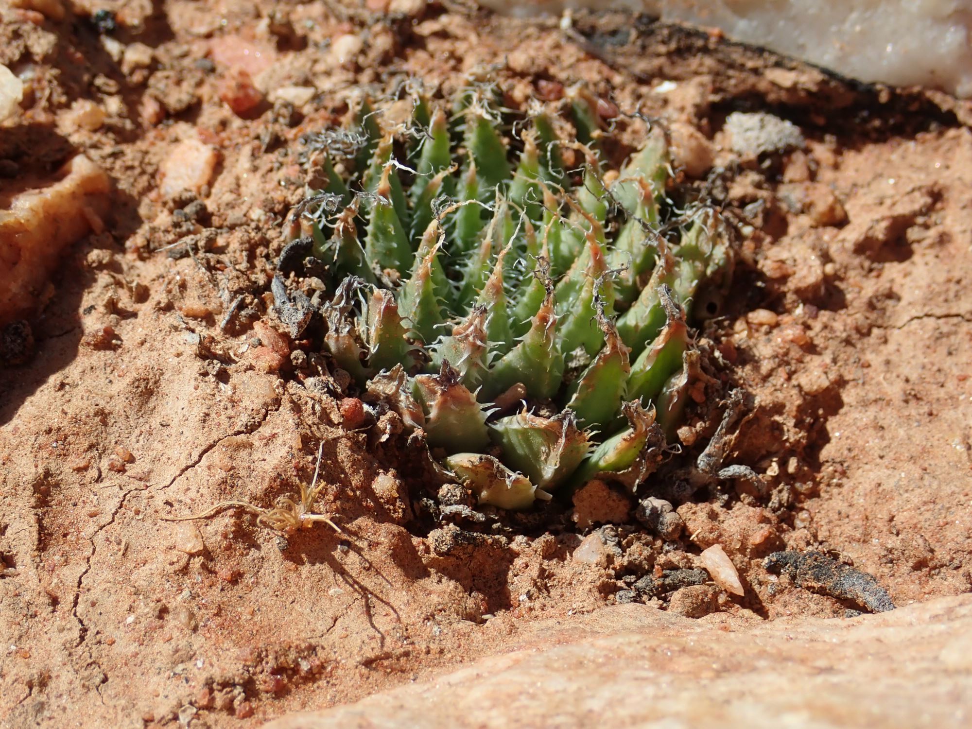 Image of Haworthia arachnoidea