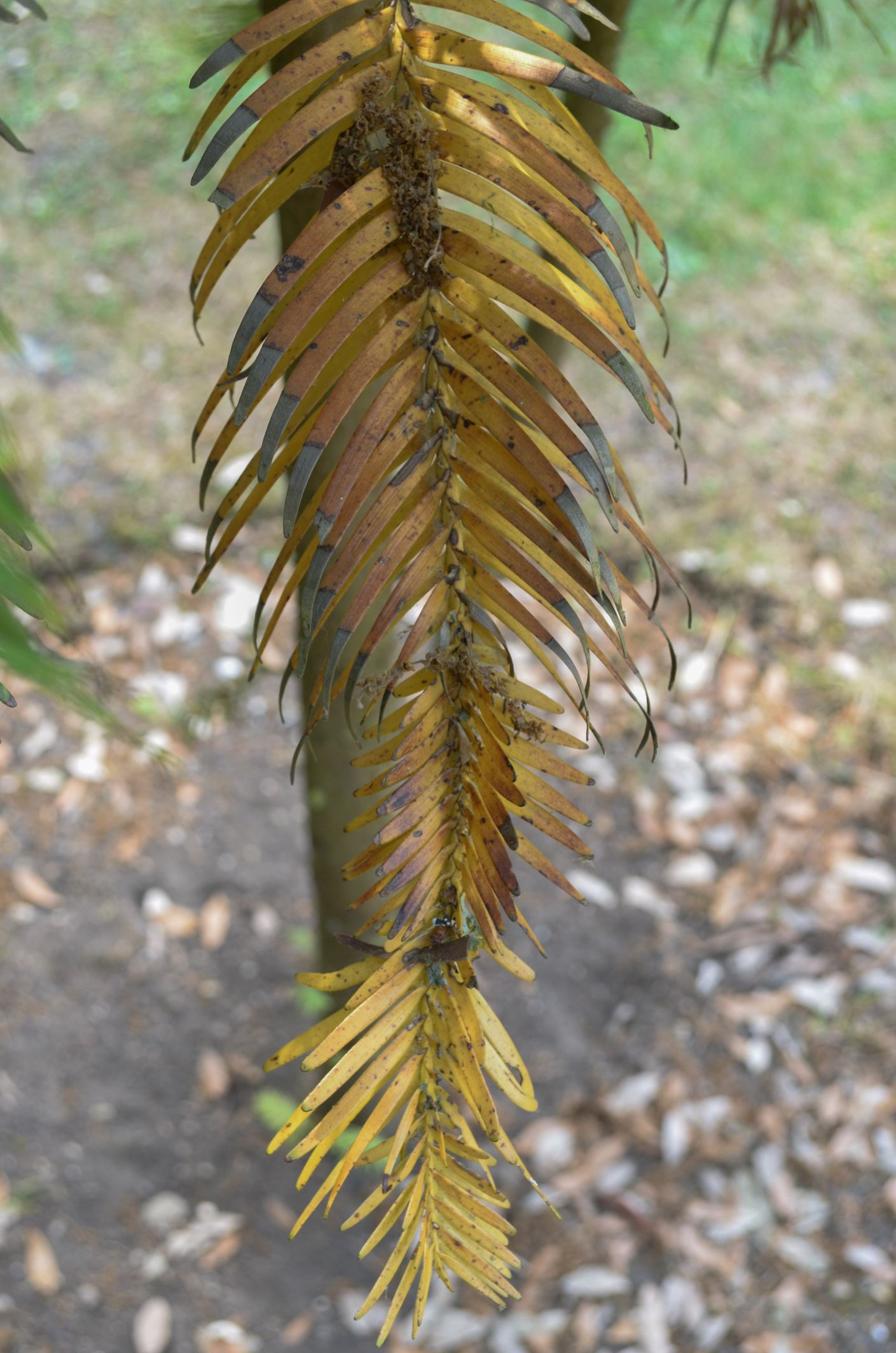 Image of Wollemia nobilis