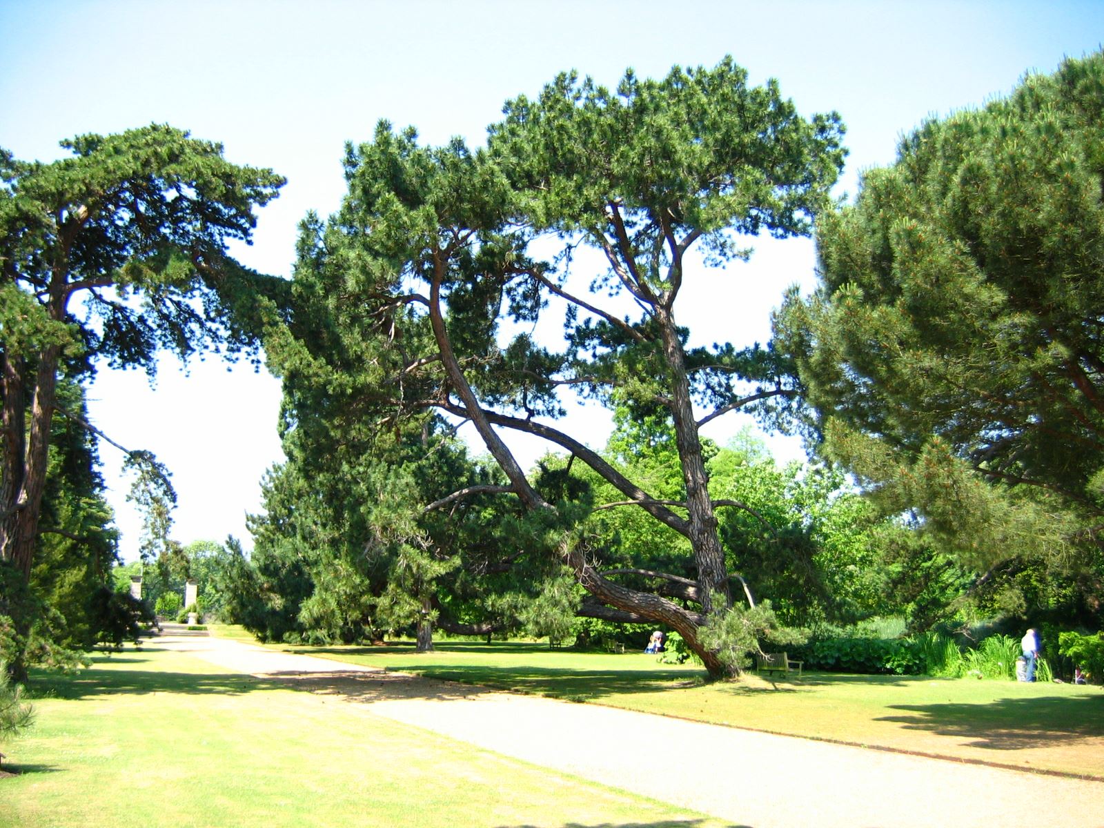 Image of Pinus nigra subsp. salzmannii