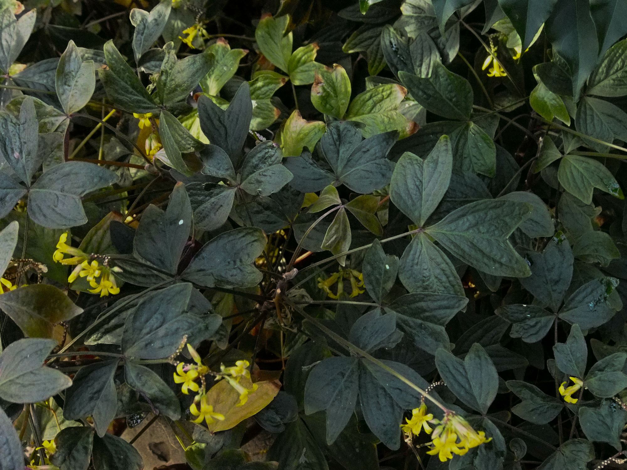 Image of Oxalis ortgiesii