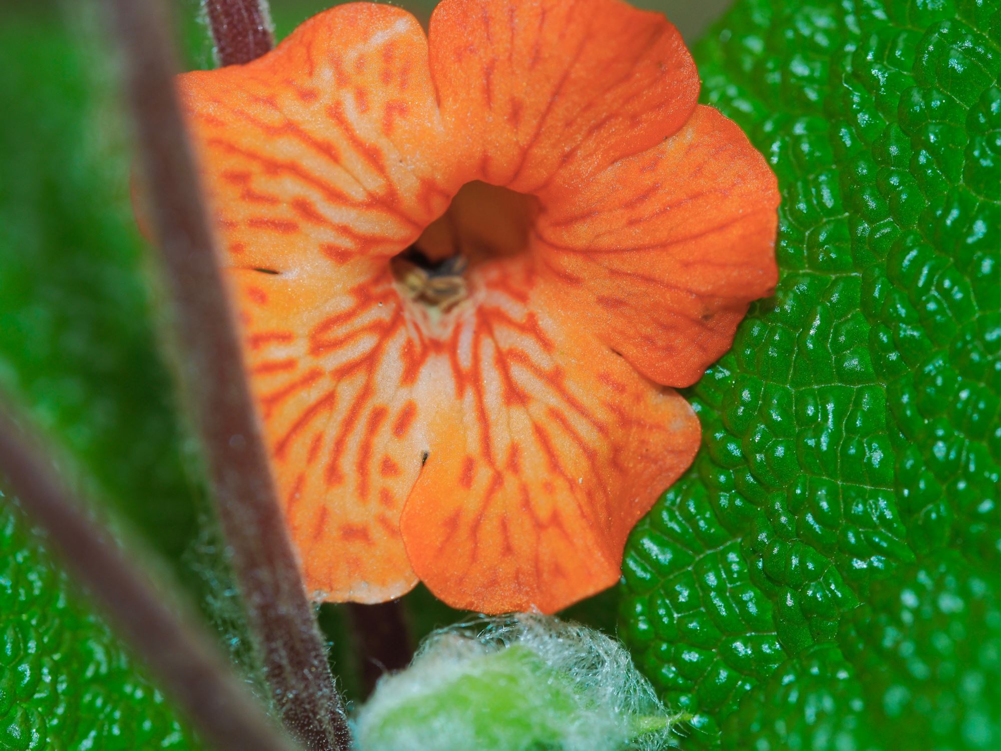 Image of Sinningia bullata