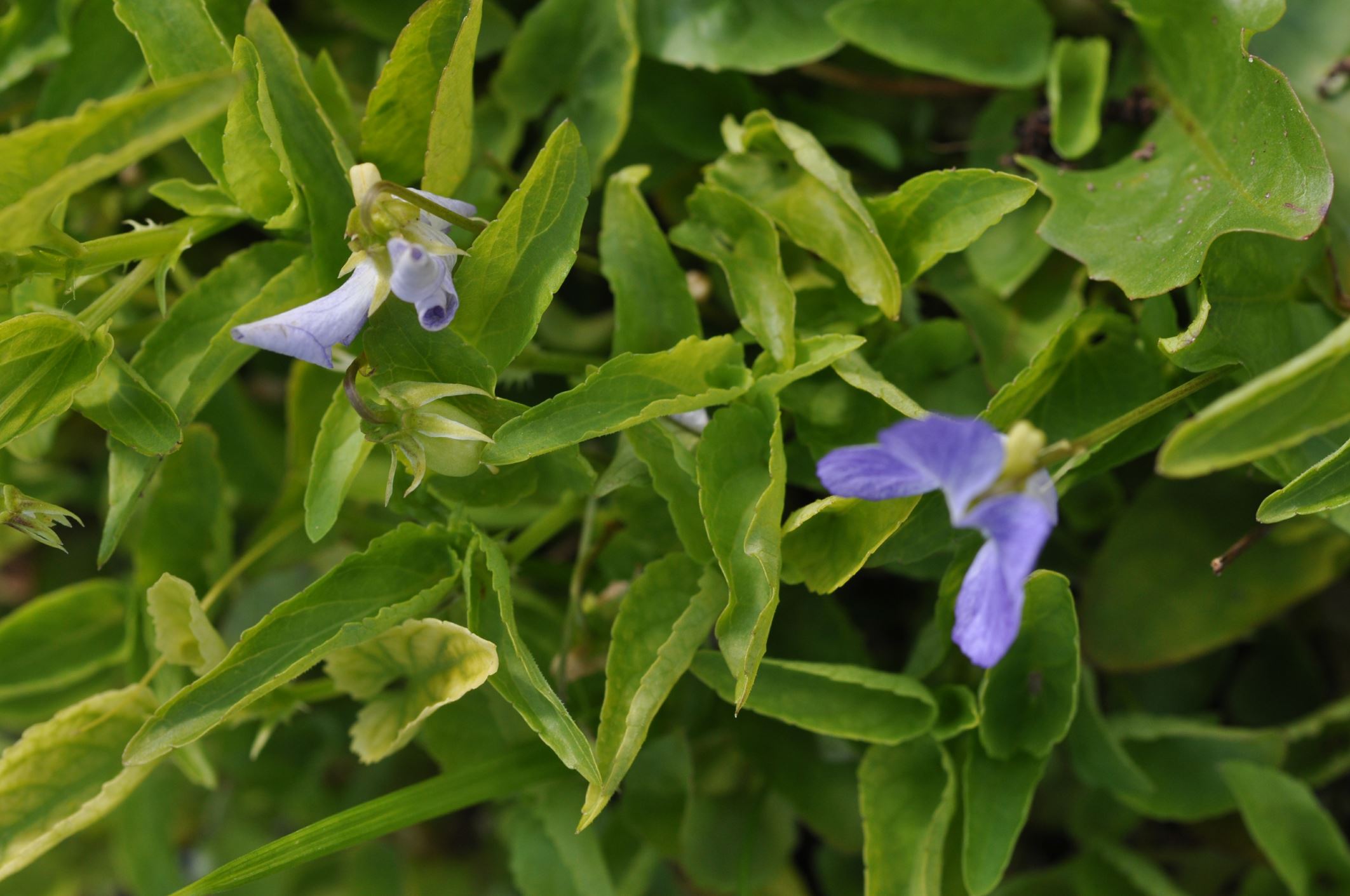 Image of Viola elatior