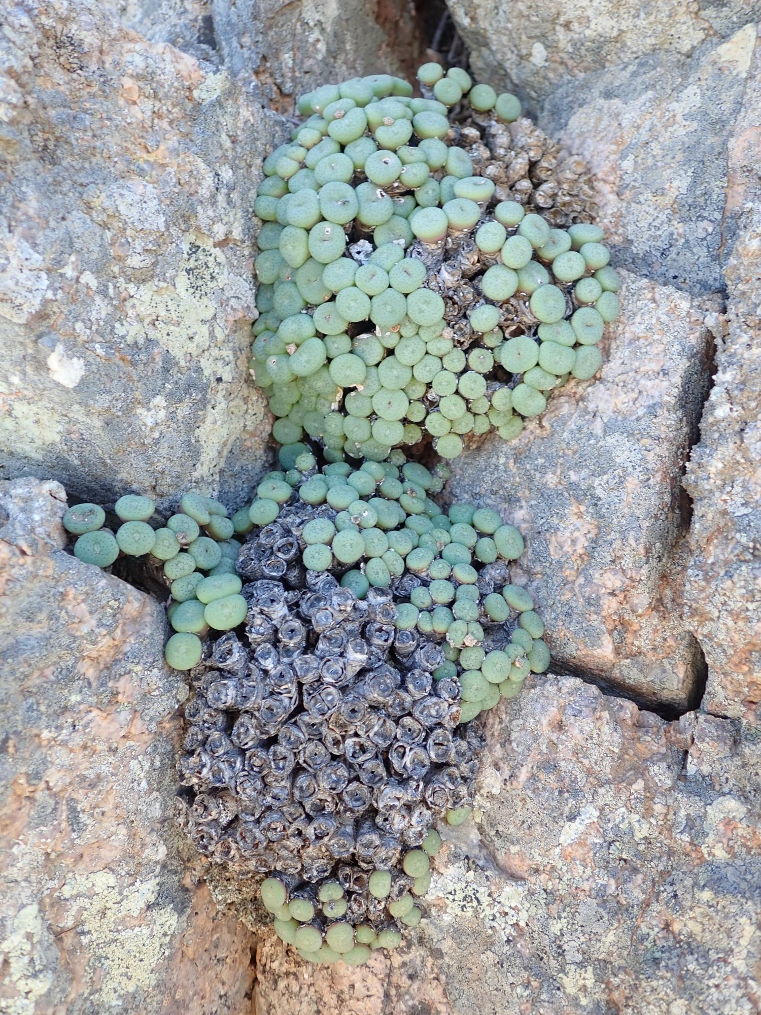Image of Conophytum reconditum