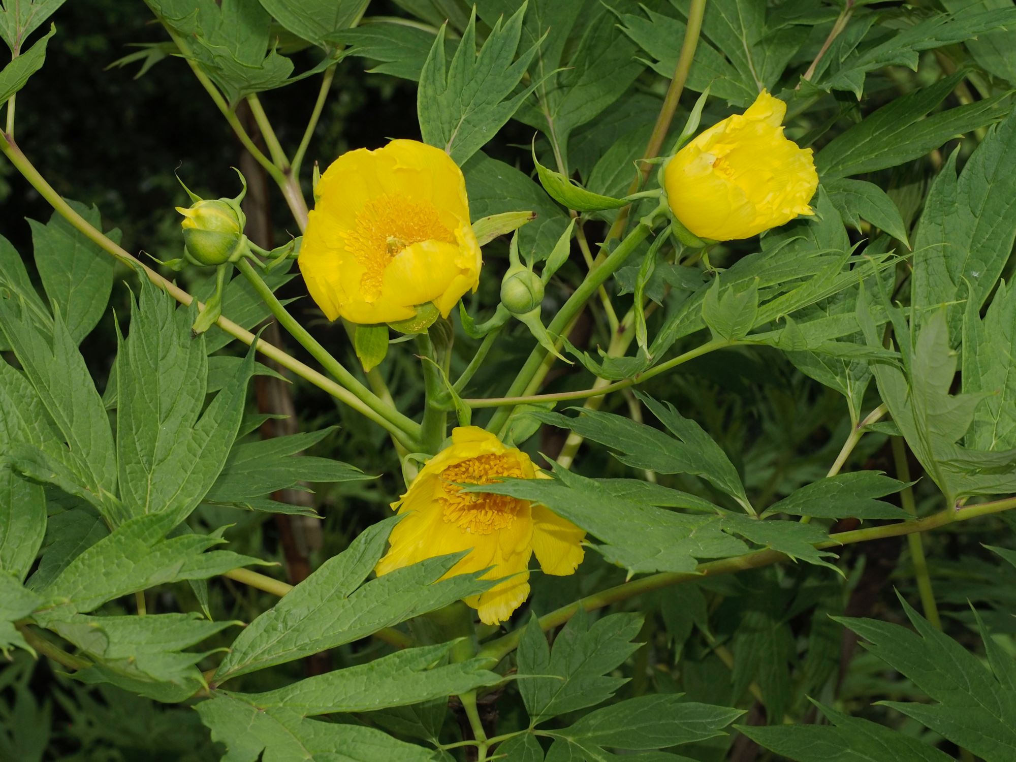 Image of Paeonia ludlowii