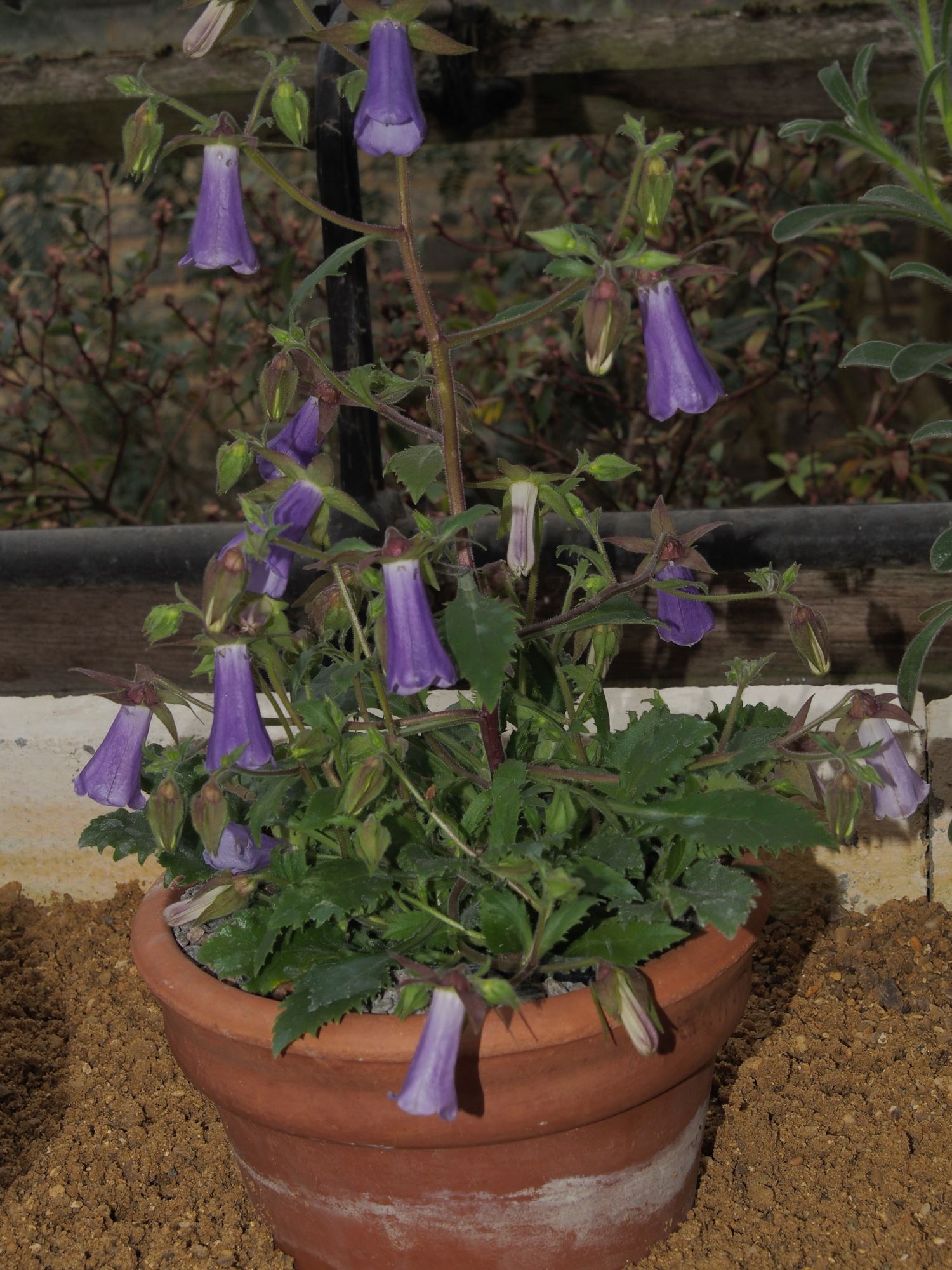Image of Campanula wanneri