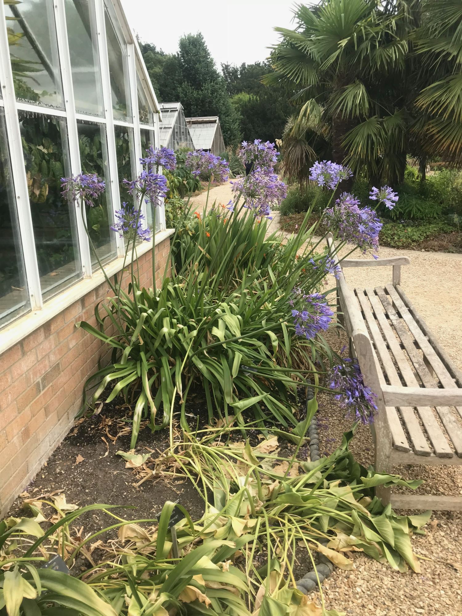 Image of Agapanthus praecox subsp. orientalis