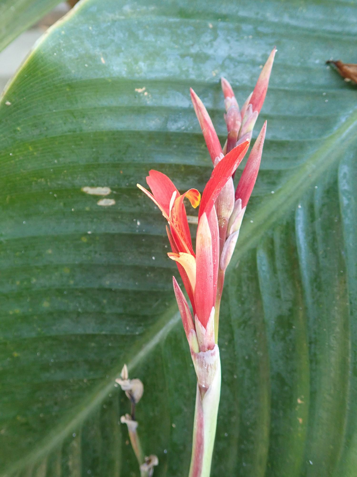 Image of Canna indica