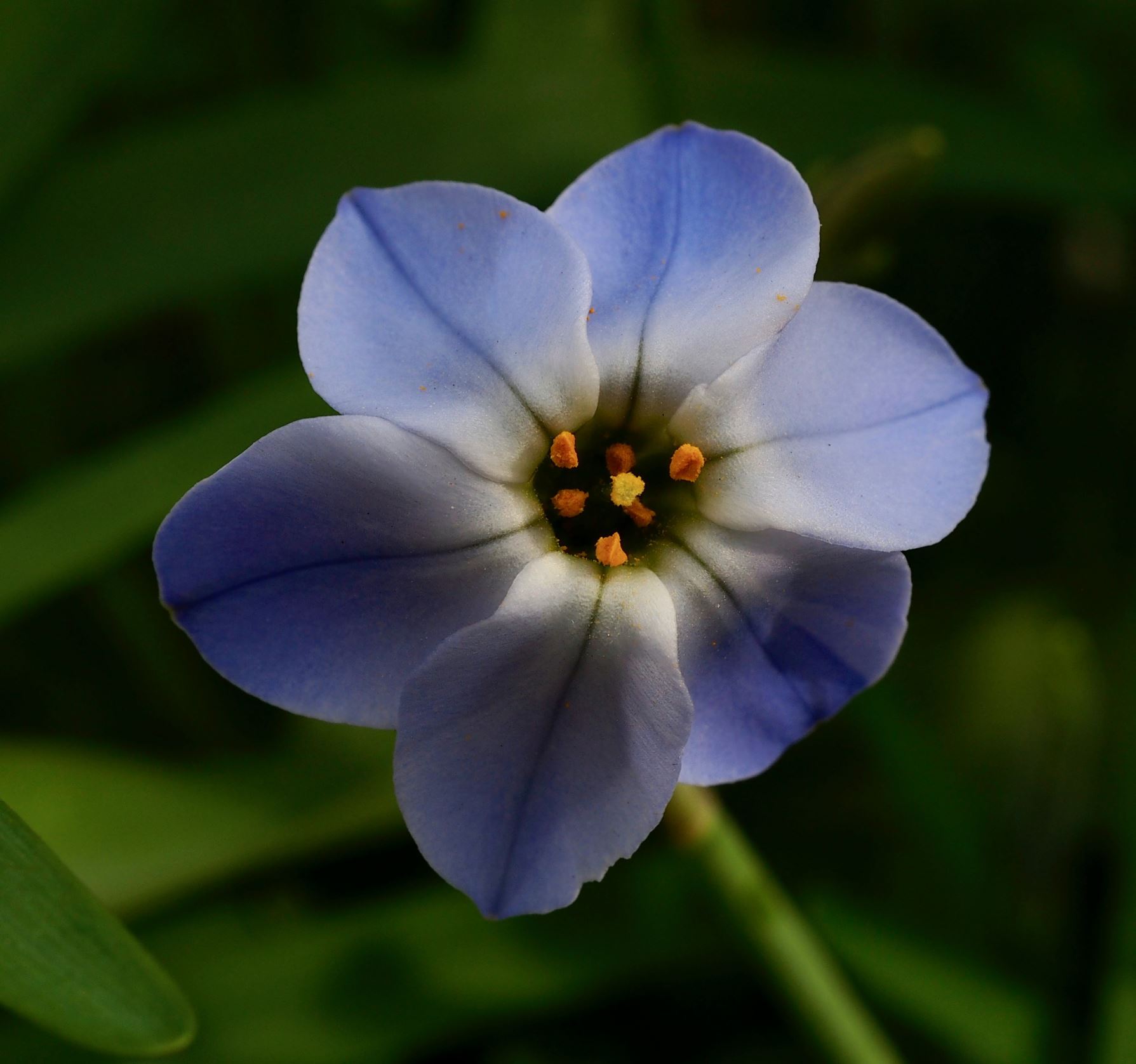Image of Ipheion uniflorum 'Rolf Fiedler'