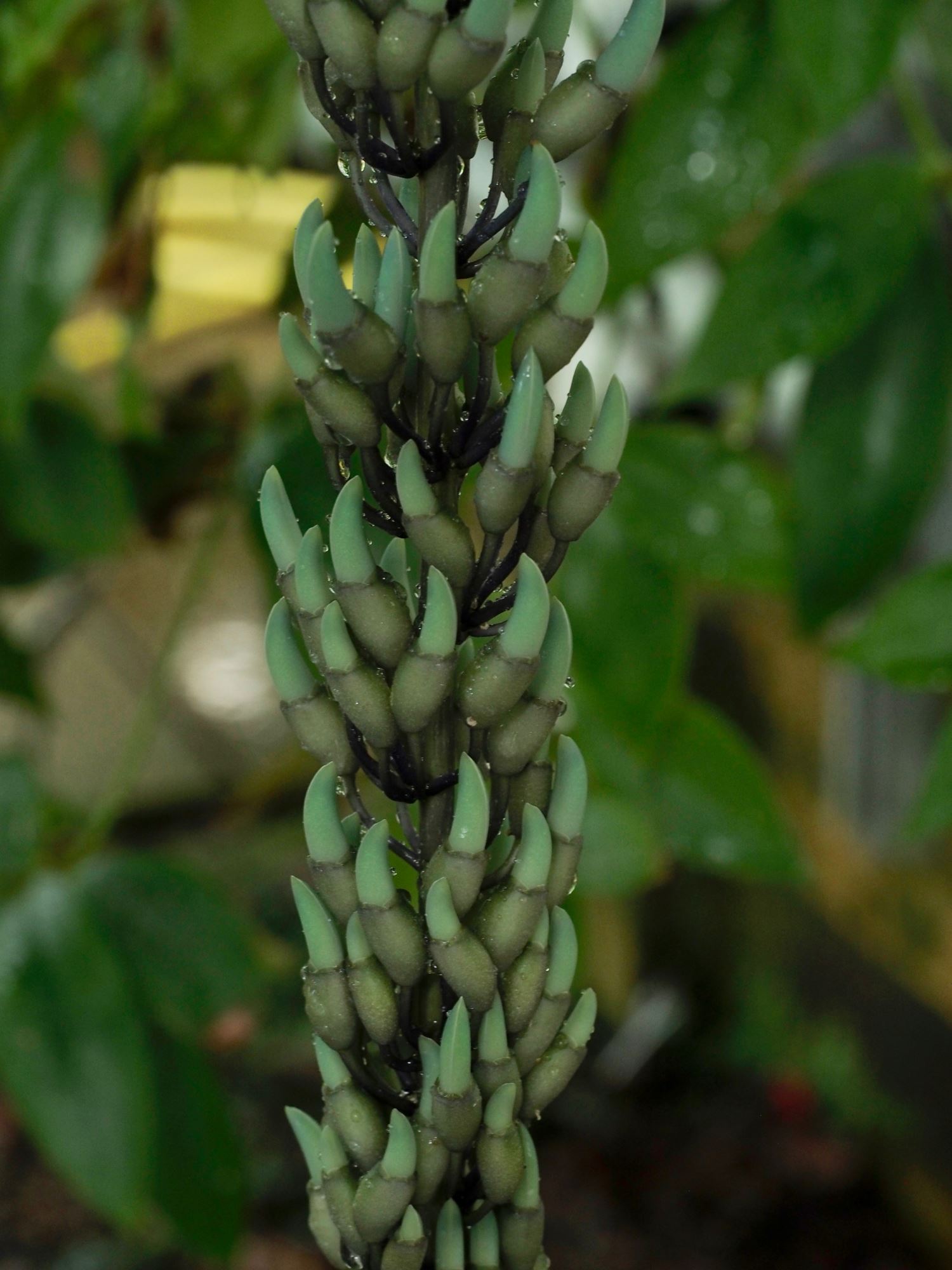 Image of Strongylodon macrobotrys
