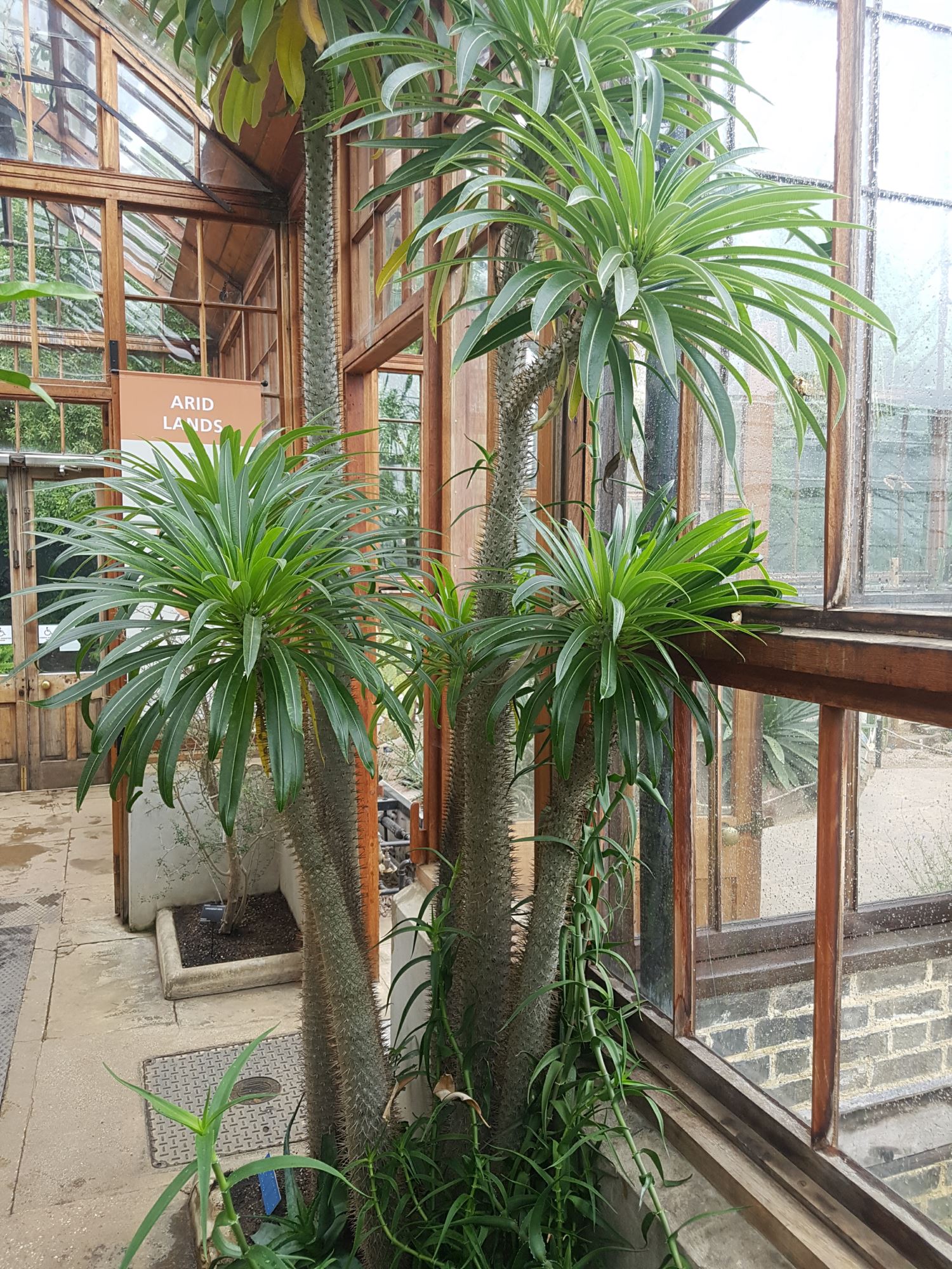 Image of Pachypodium lamerei var. lamerei