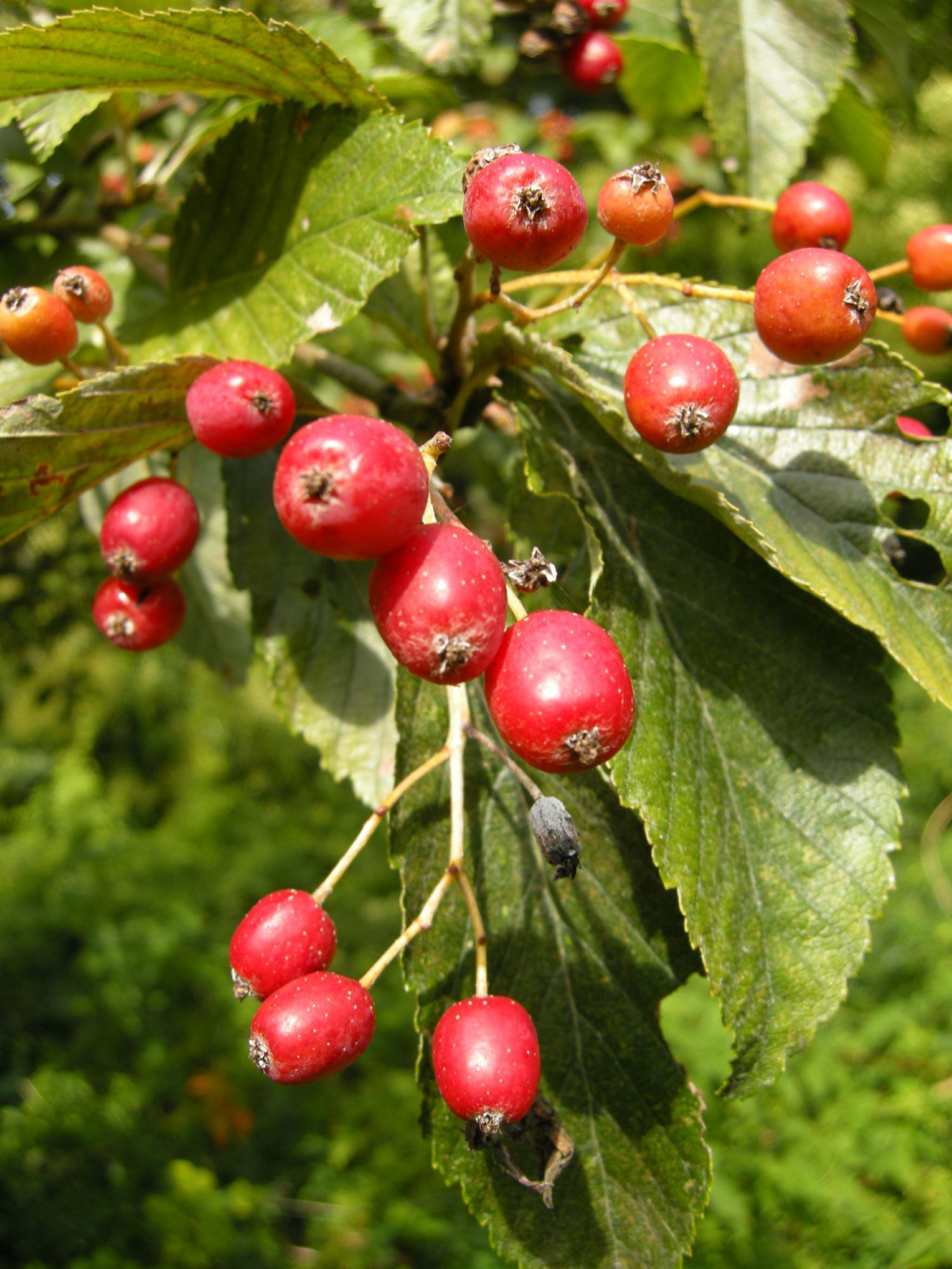 Image of Sorbus folgneri