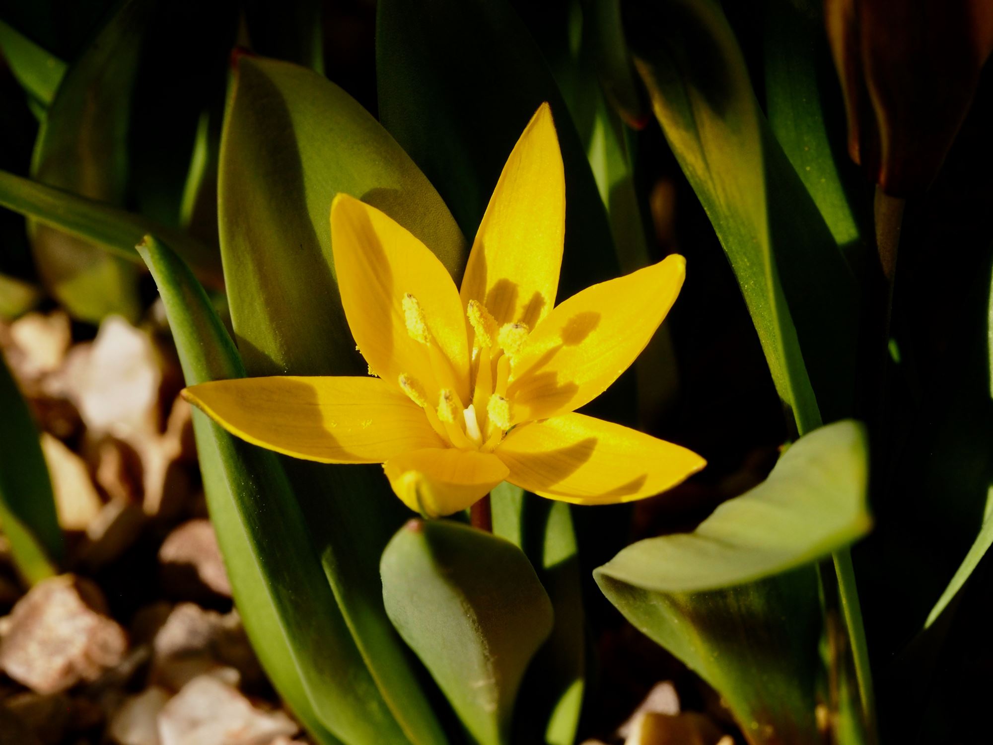 Image of Tulipa dasystemon