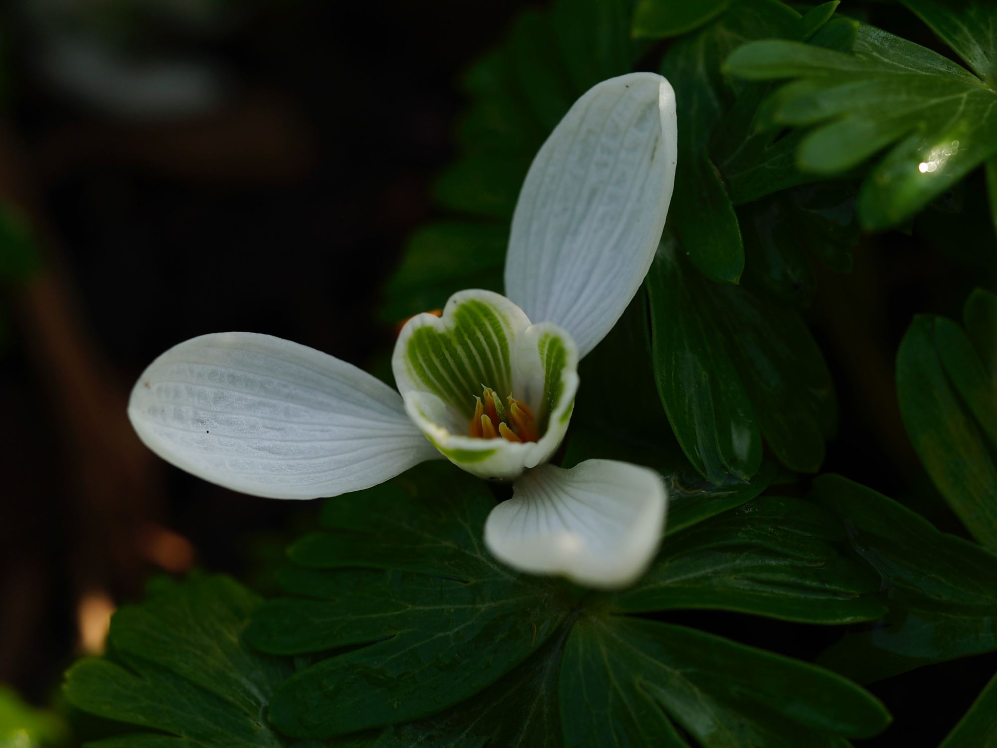 Image of Galanthus nivalis