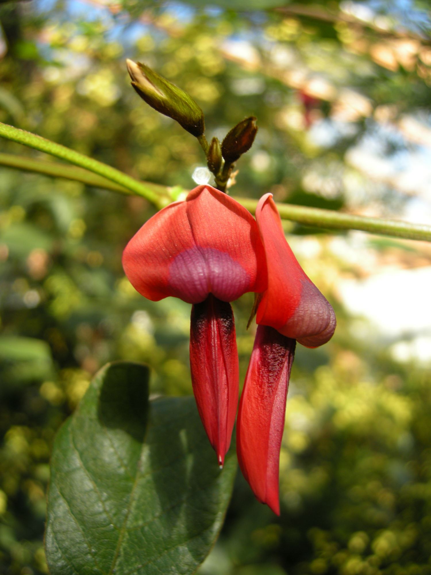 Image of Kennedia rubicunda