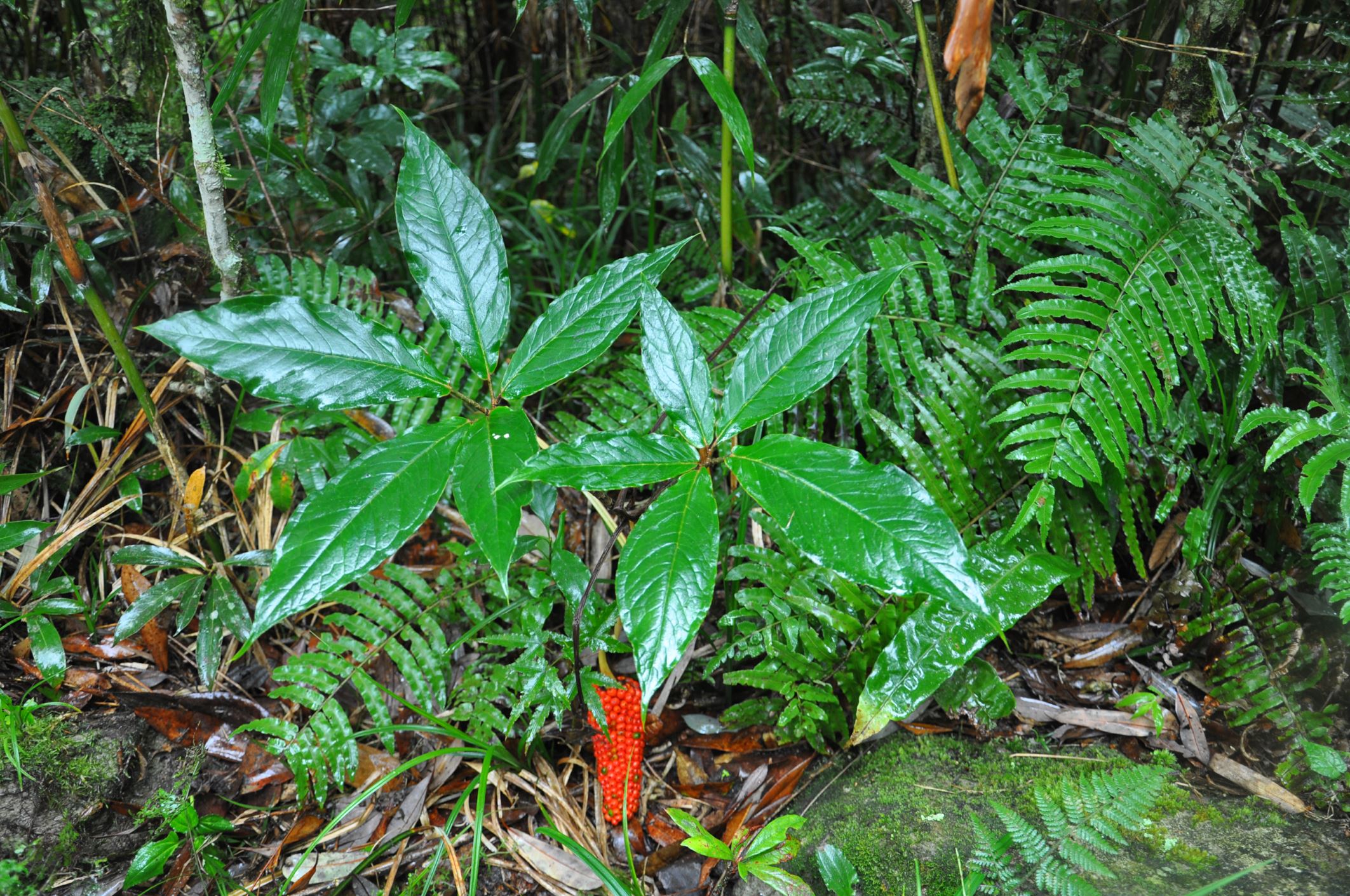Image of Arisaema sp.