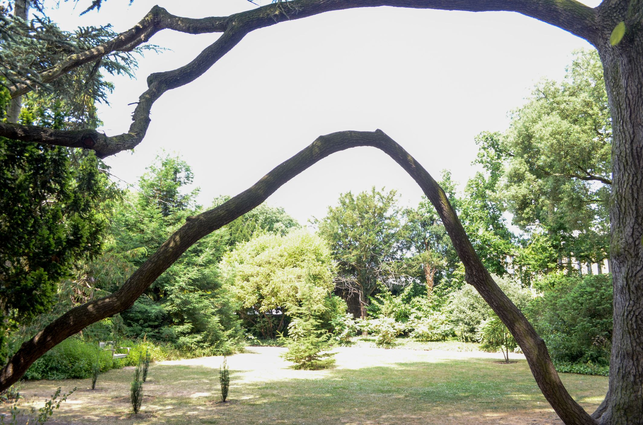 Image of Cedrus atlantica 'Glauca'