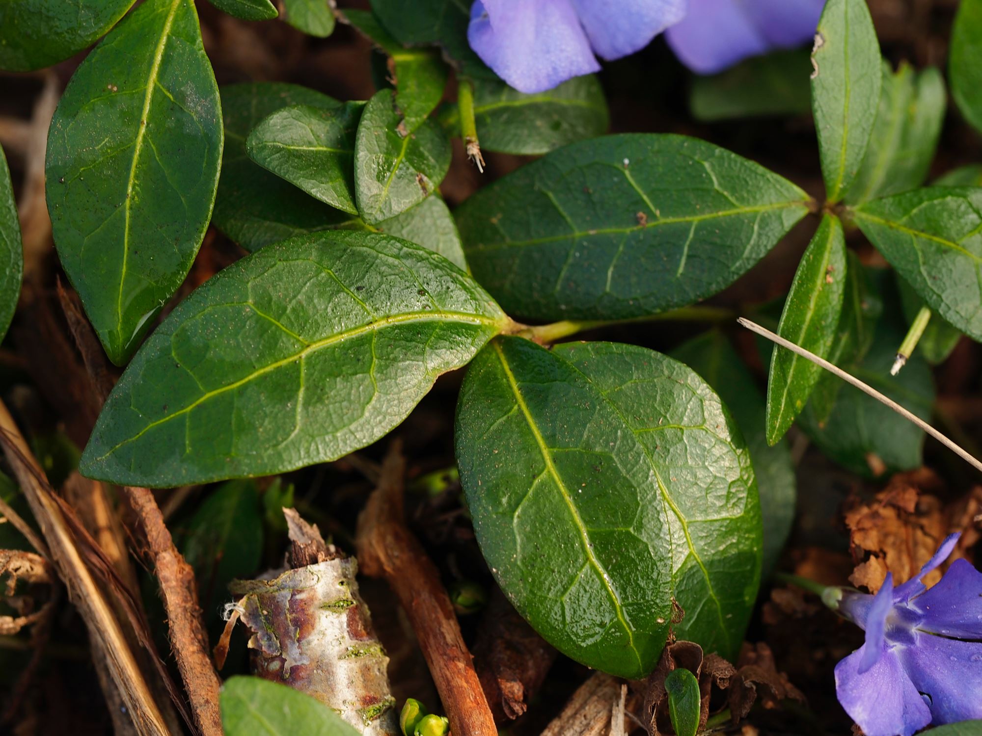 Image of Vinca minor